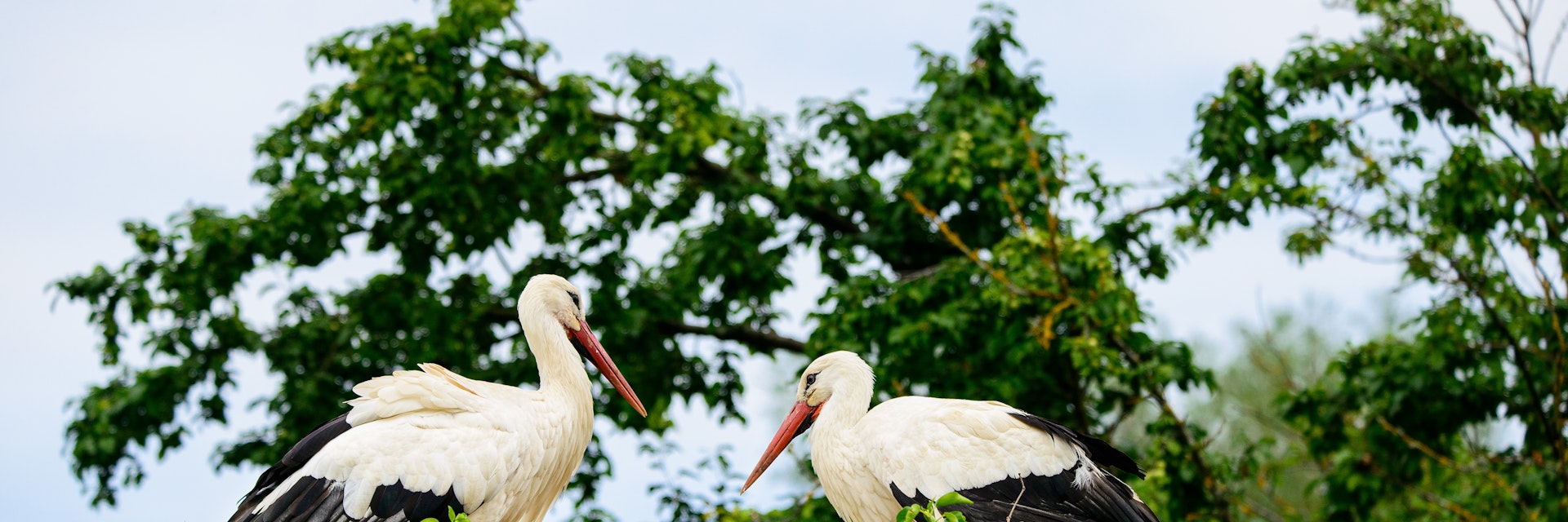 White herons in Naturoparc.
