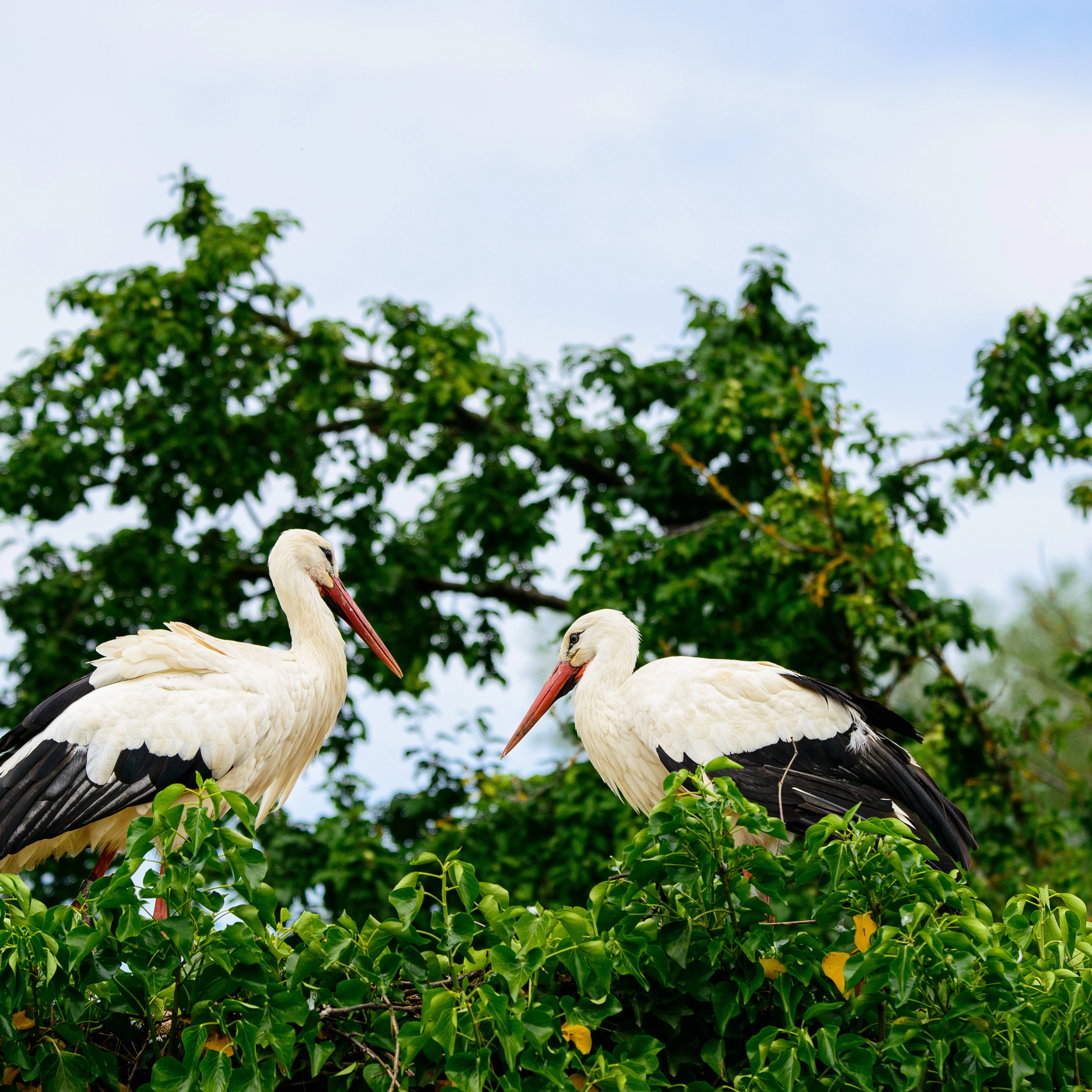 White herons in Naturoparc.