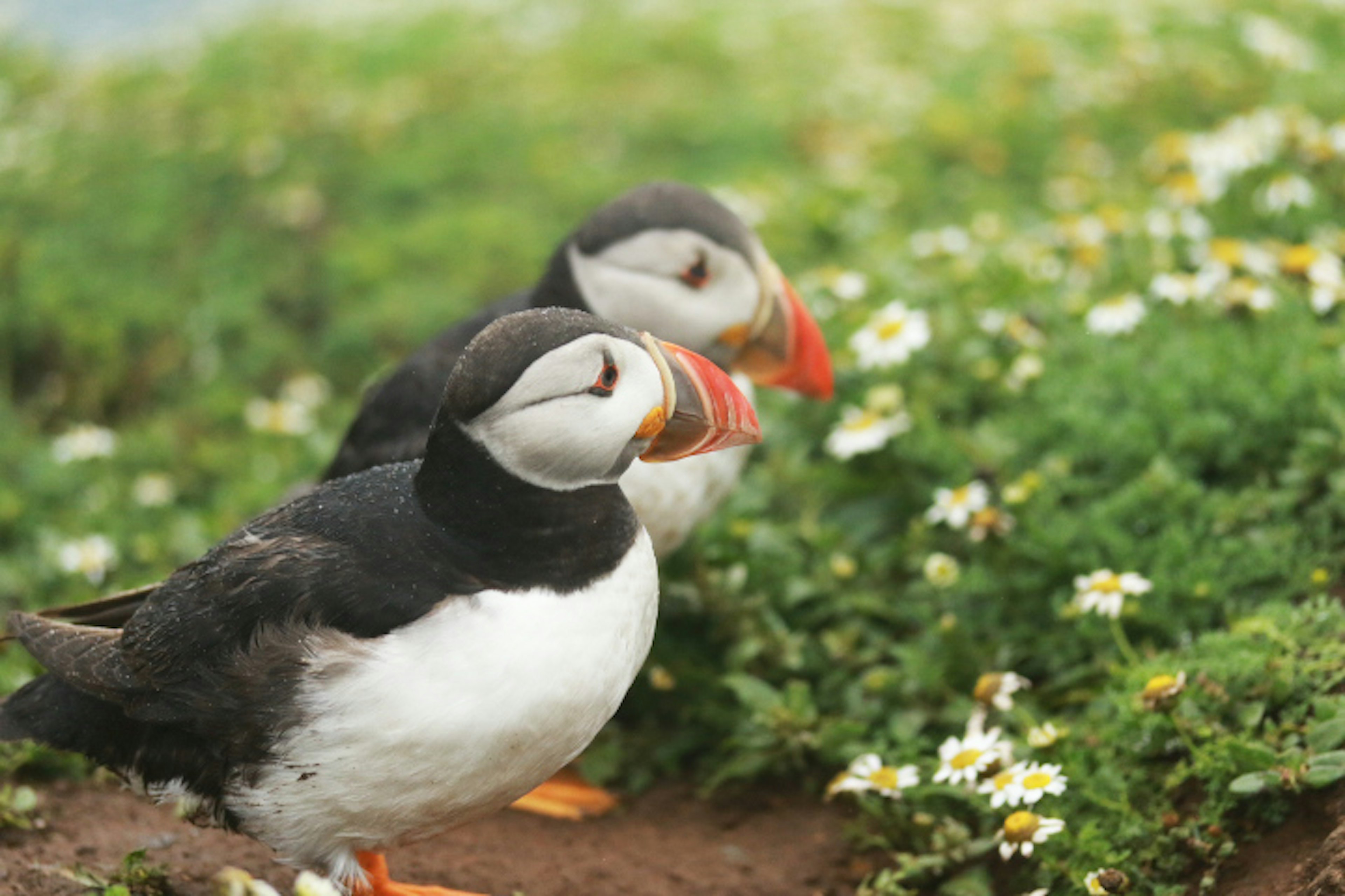 Two puffins on Skomer Island