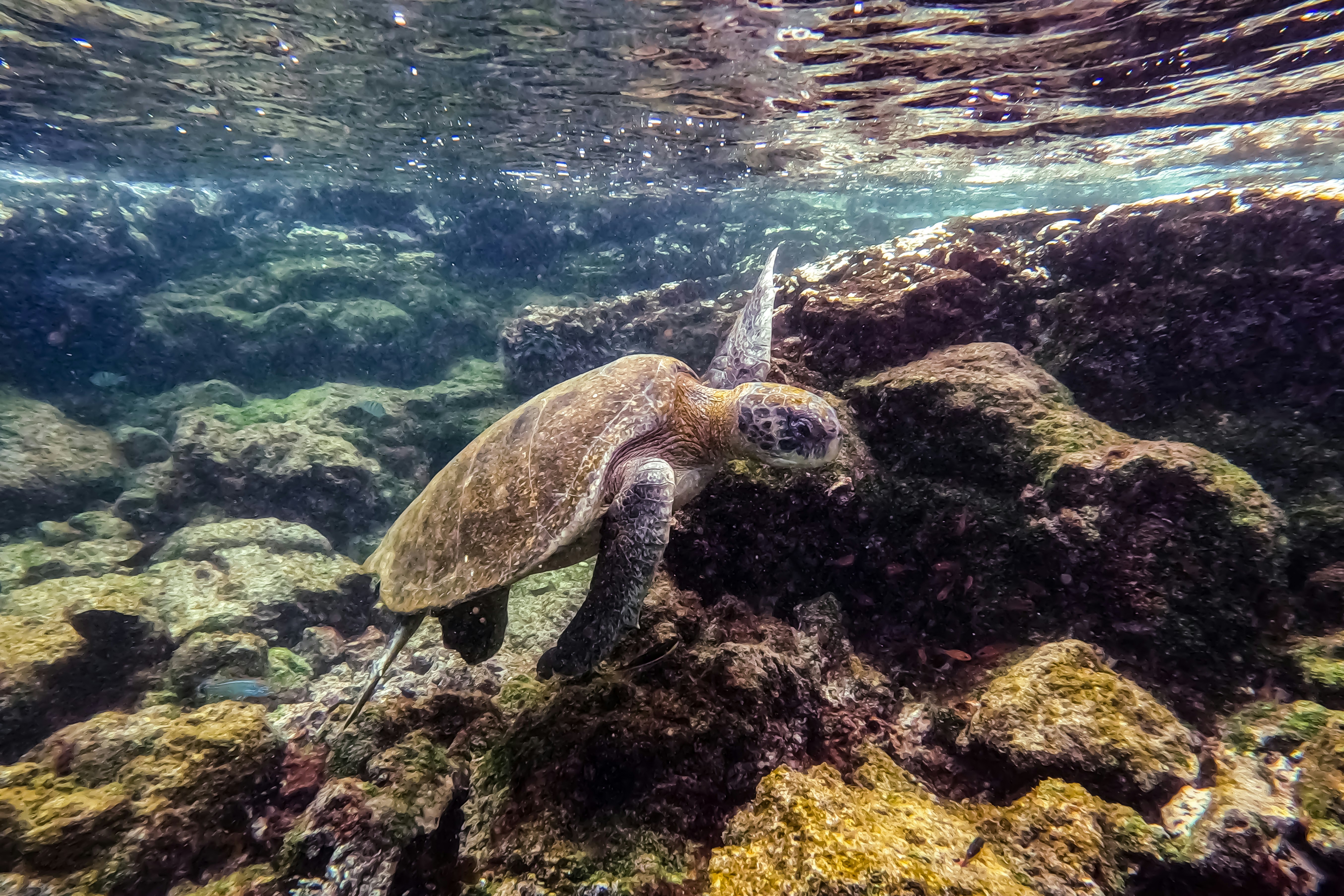 Turtles below the water in the Galapagos Islands