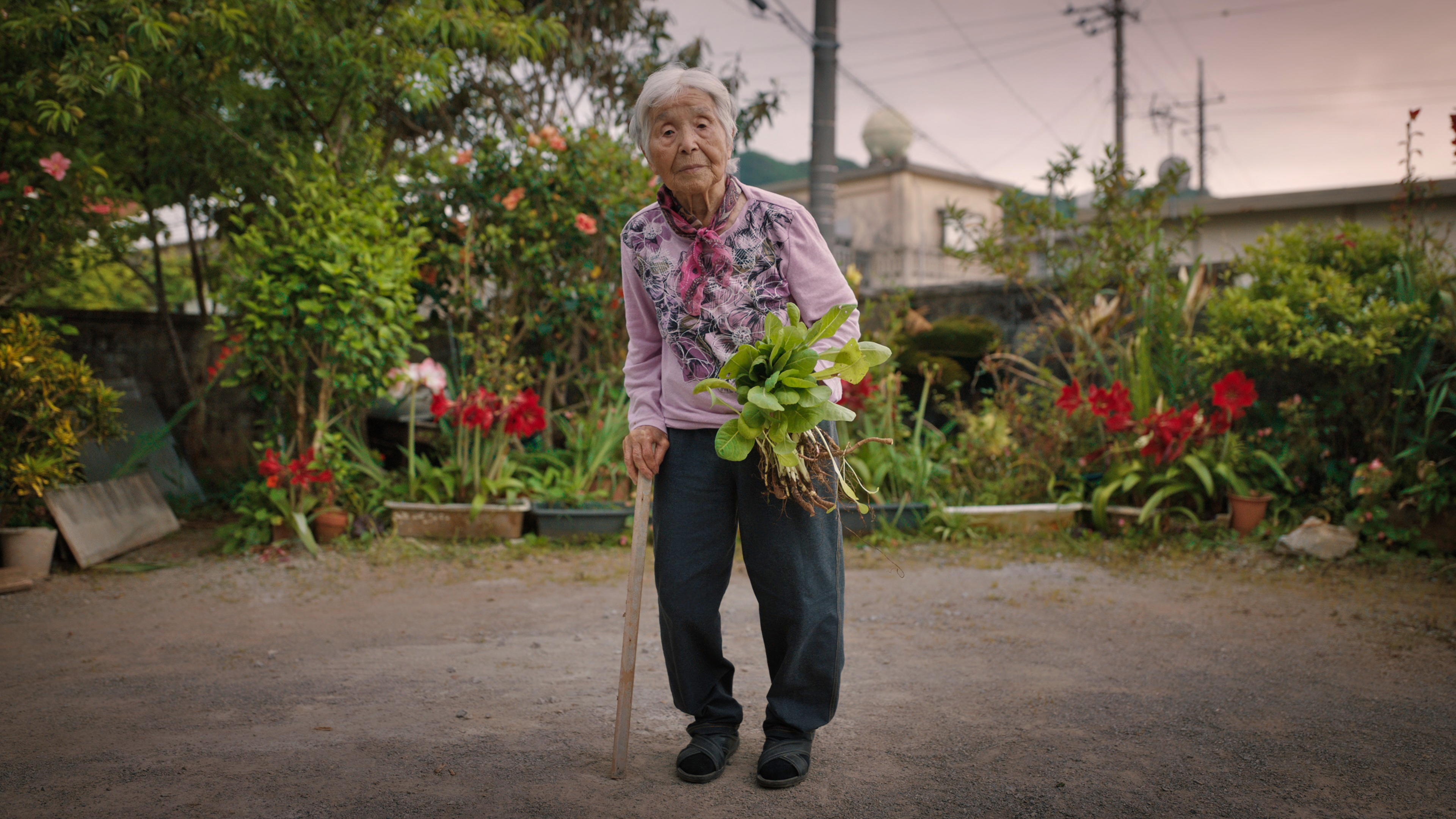 A superannuated woman in her vegetable garden Okinawa, Japan, one of the world’s five Blue Zones