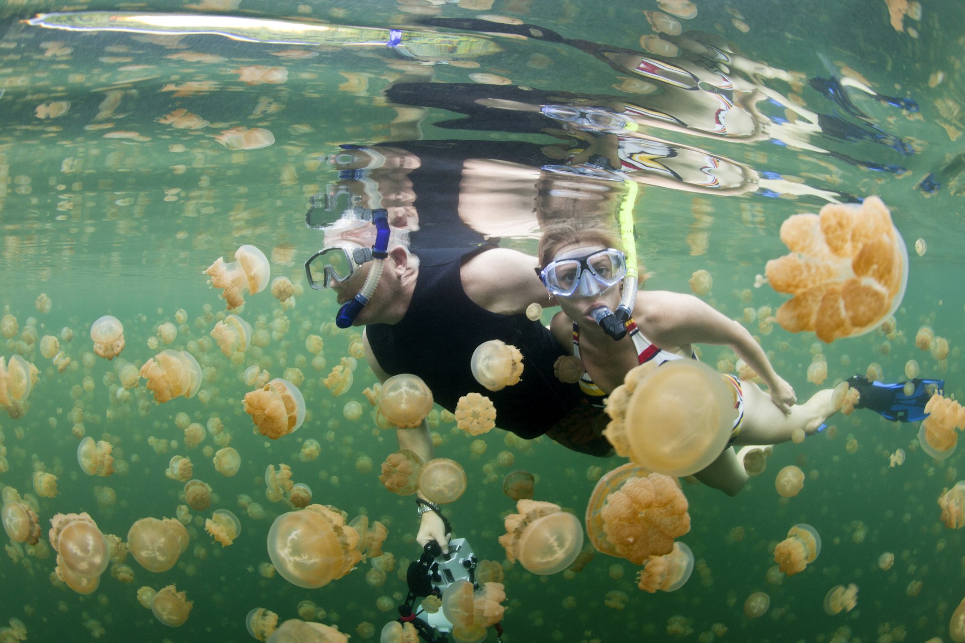 A woman and a man snorkelling in Jellyfish Lake in Palau