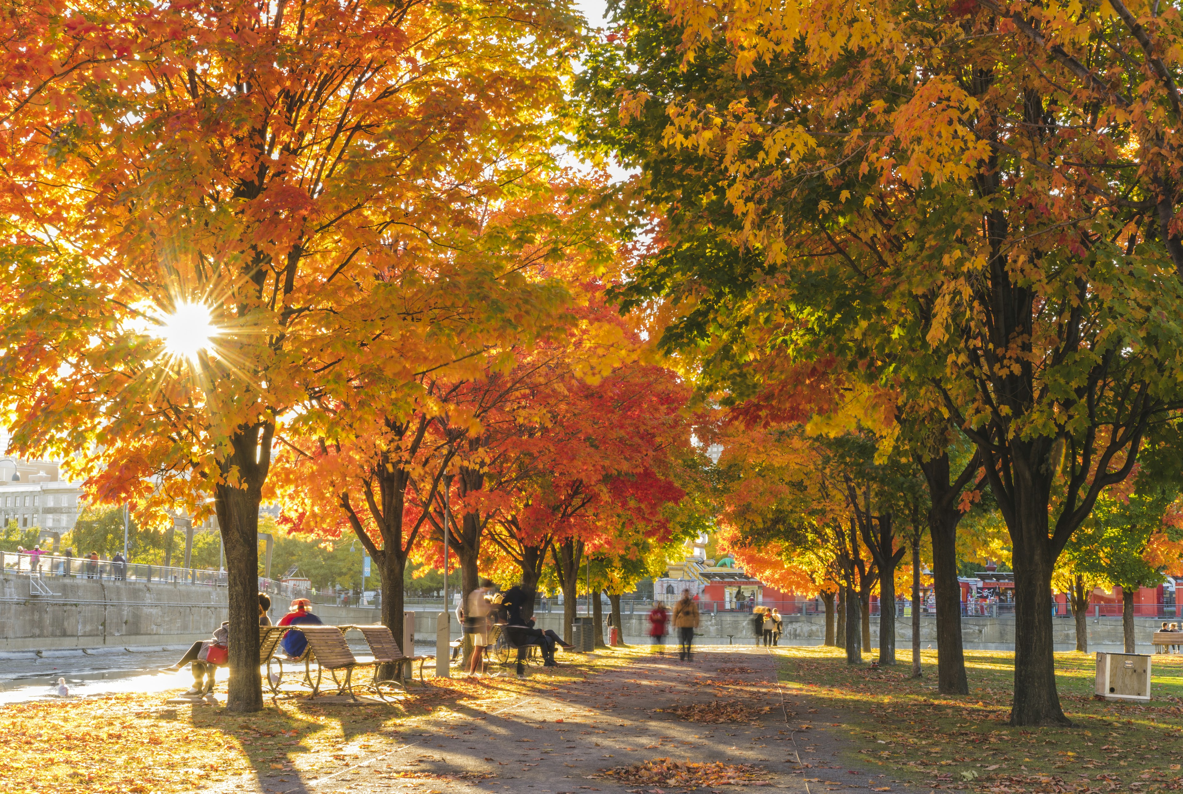 People walk through a park underneath autumnal foliage in Montreal