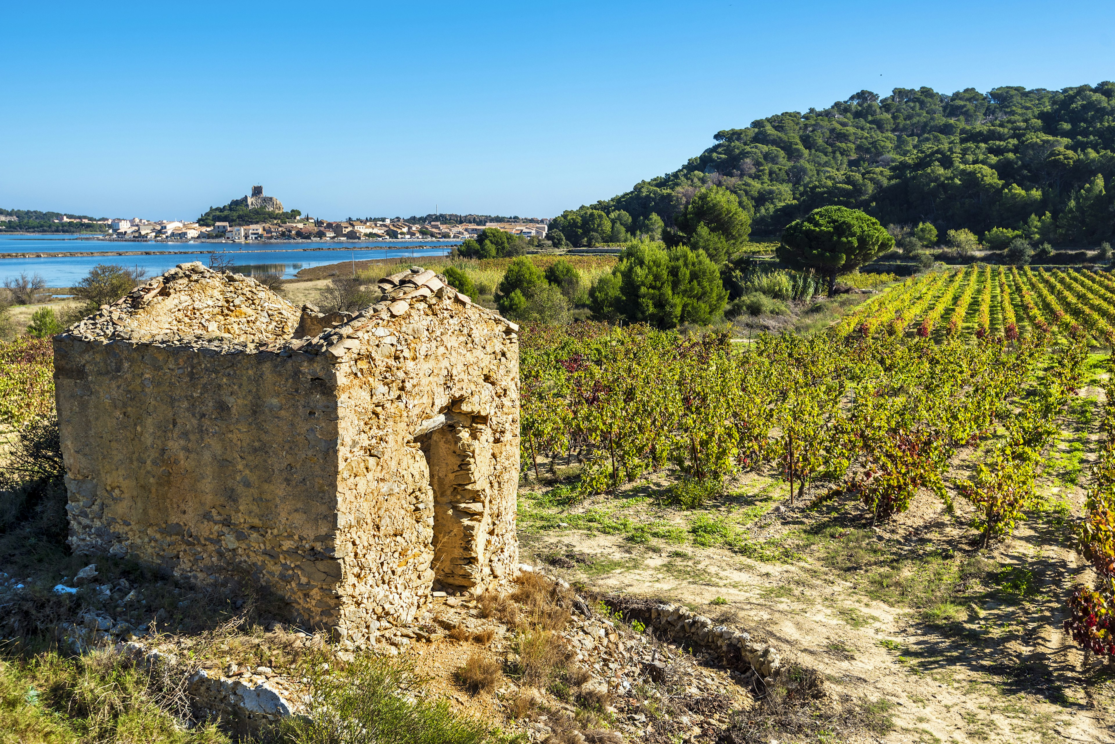 Vineyard area in Narbonne region, the ruined hut is at foreground and Gruissan town and laguna are at left background.  Occitanie, France.