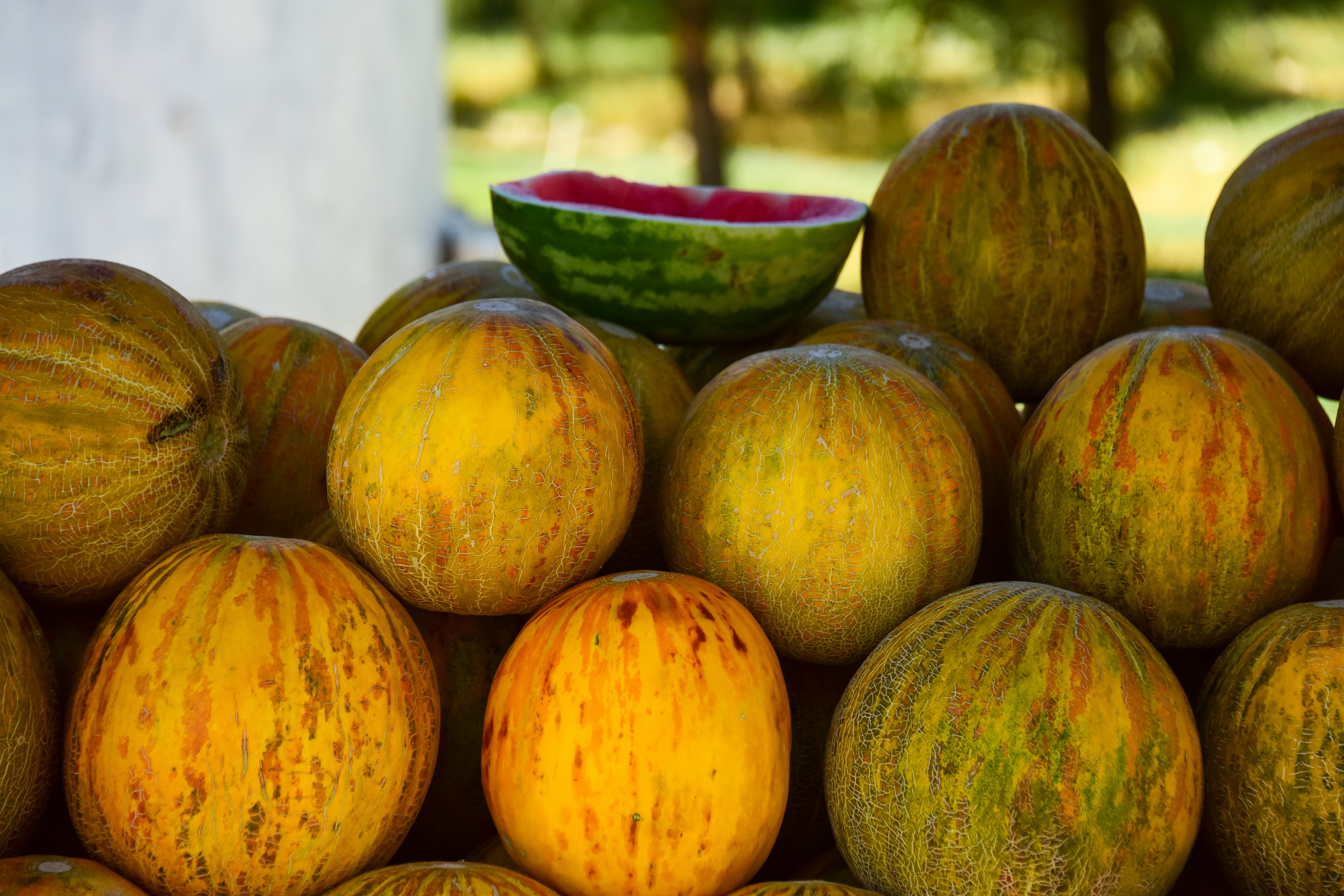 Uzbek melons of orange, yellow and green colour on sale at Chorsu Bazaar in Tashkent, Uzbekistan.