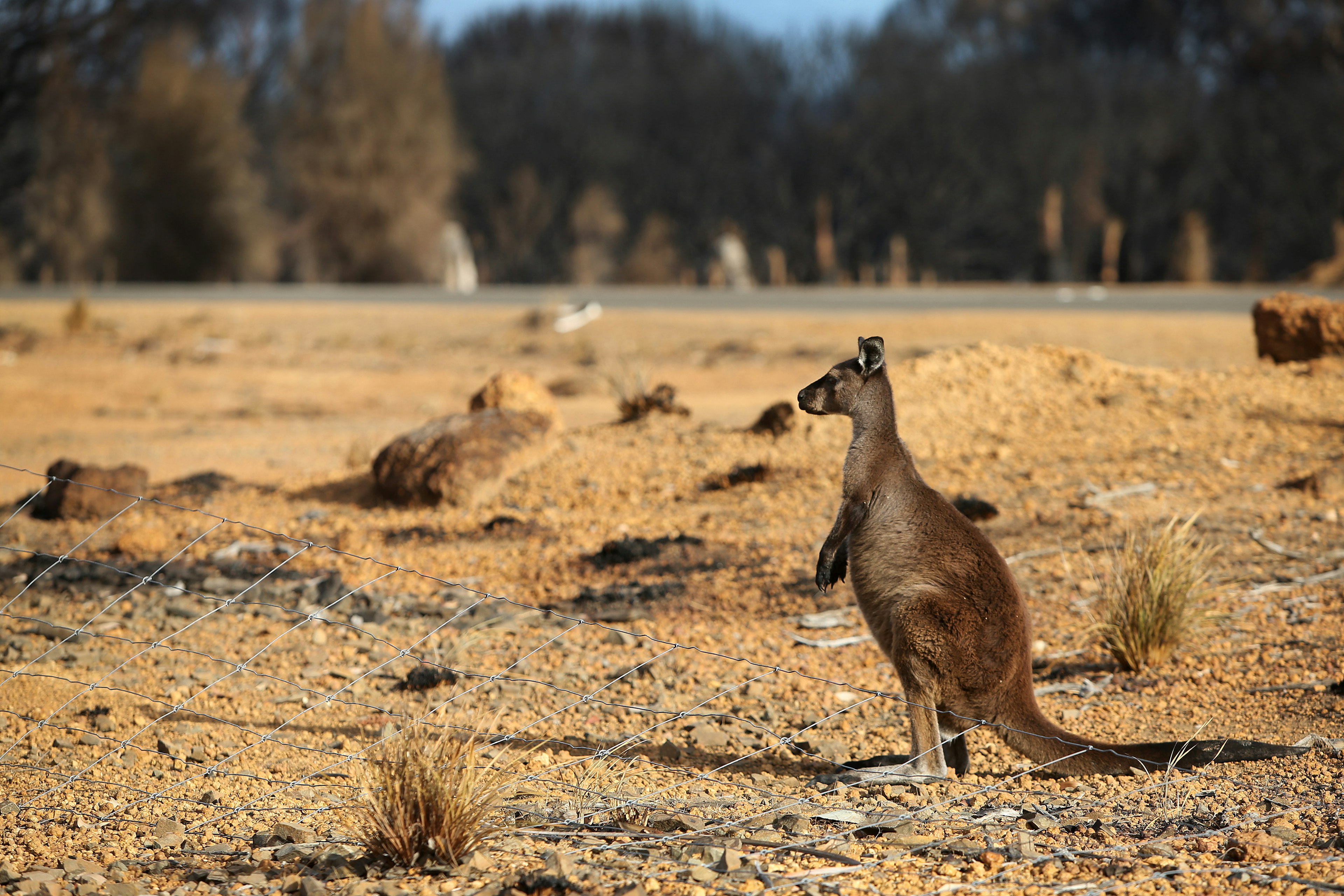 A kangaroo is seen at the edge of the bushfire damaged Flinders Chase National Park, Kangaroo Island, Australia