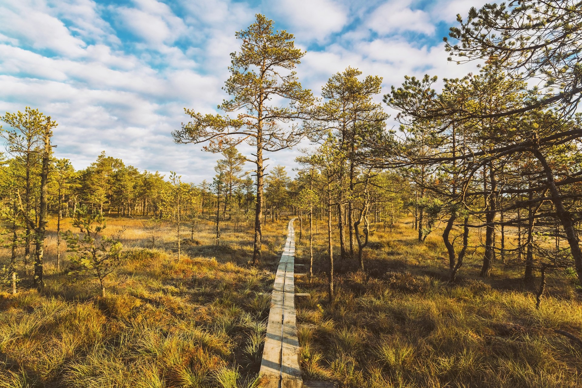 A path of wooden planks in autumn, Lahemaa National Park, Harju-Risti, Estonia 