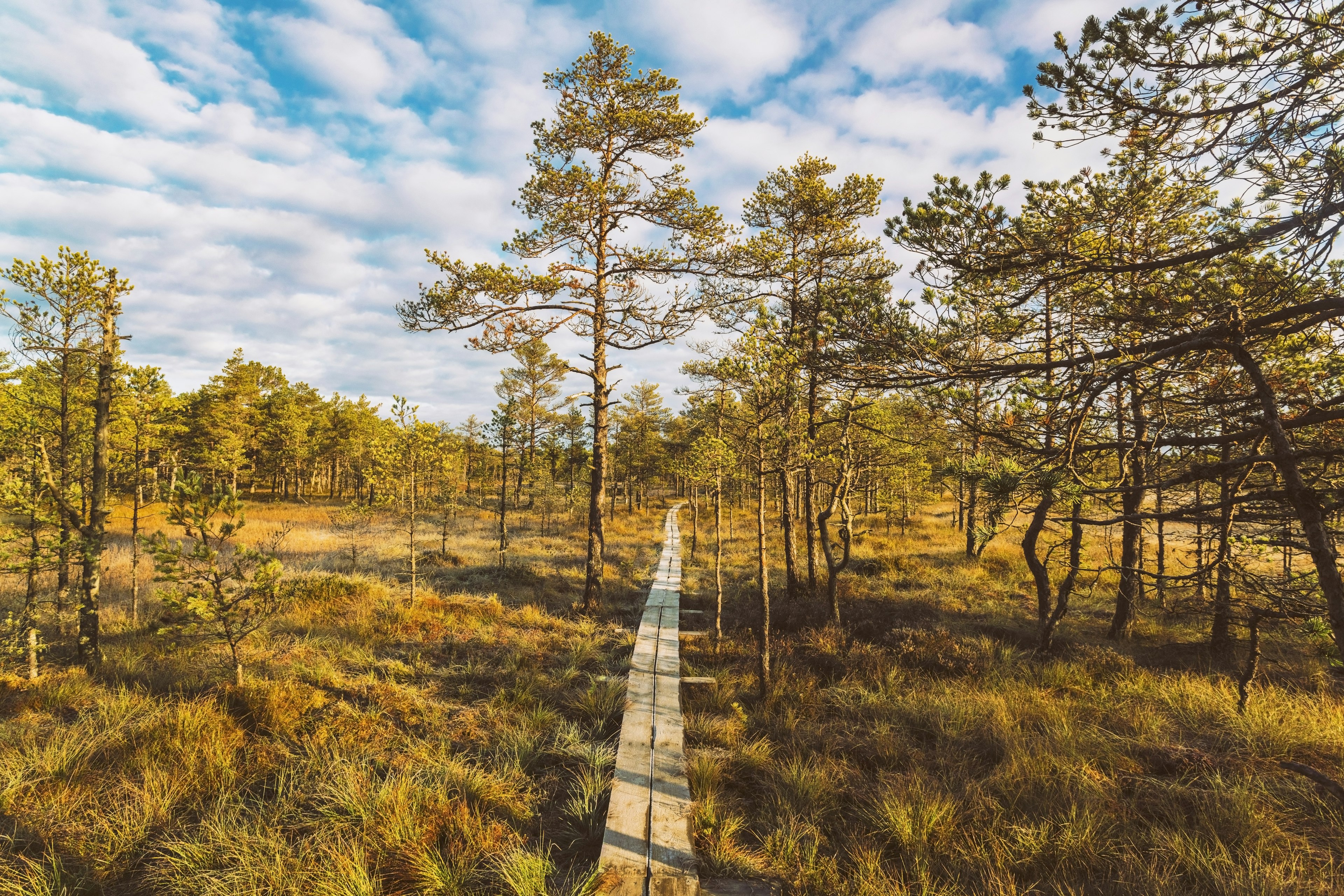 A path of wooden planks in autumn, Lahemaa National Park, Harju-Risti, Estonia