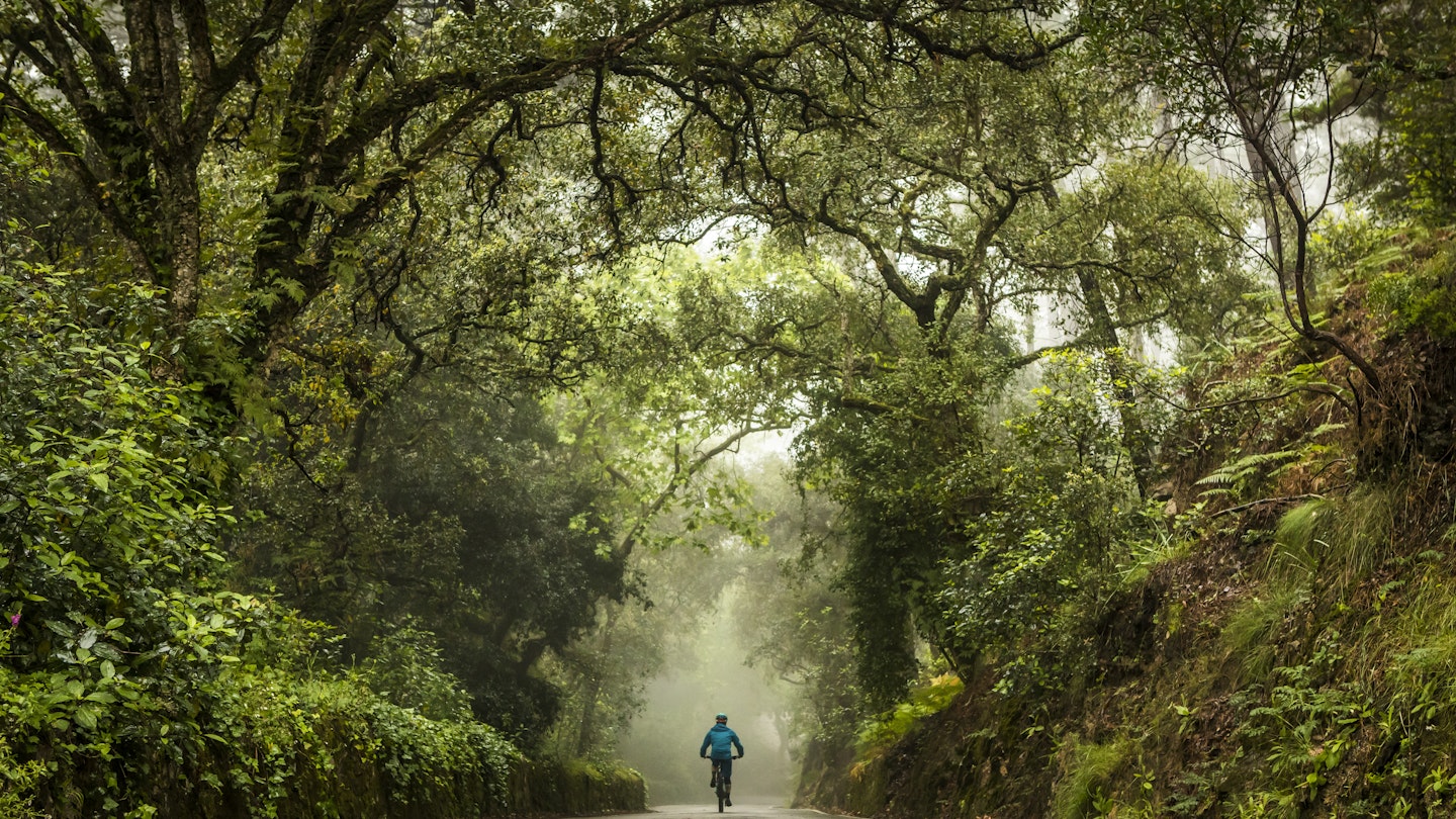 Mountain biker riding his bike on country road in Portugal on misty day with moody trees around him.
1217722434