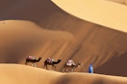 A camel driver leads camels in front of sand dunes in Morocco