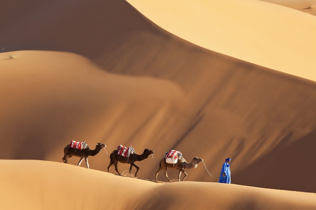 A camel driver leads camels in front of sand dunes in Morocco