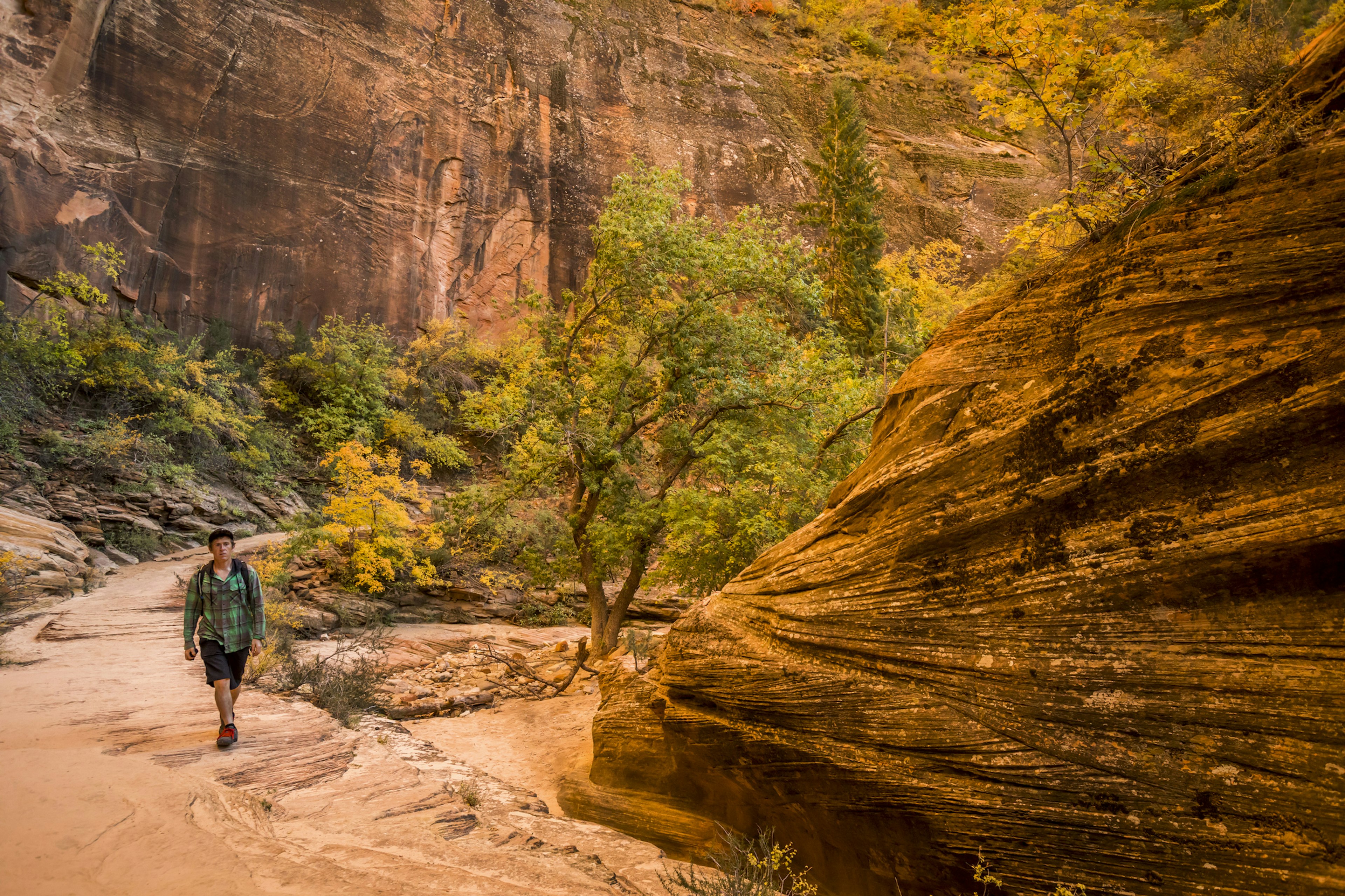 Male hiker on East Rim trail in Zion national park with desert cliffs and some trees changing colour