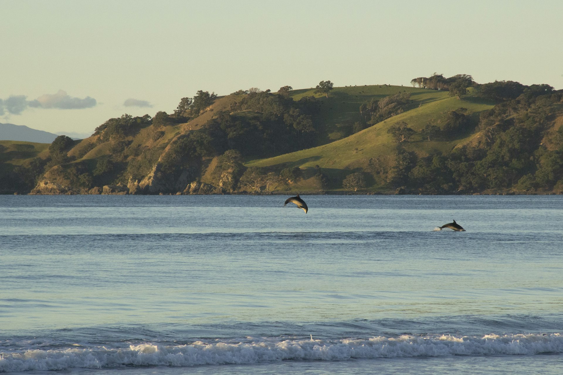 A porpoise jumps out of the water at Onetangi Beach.