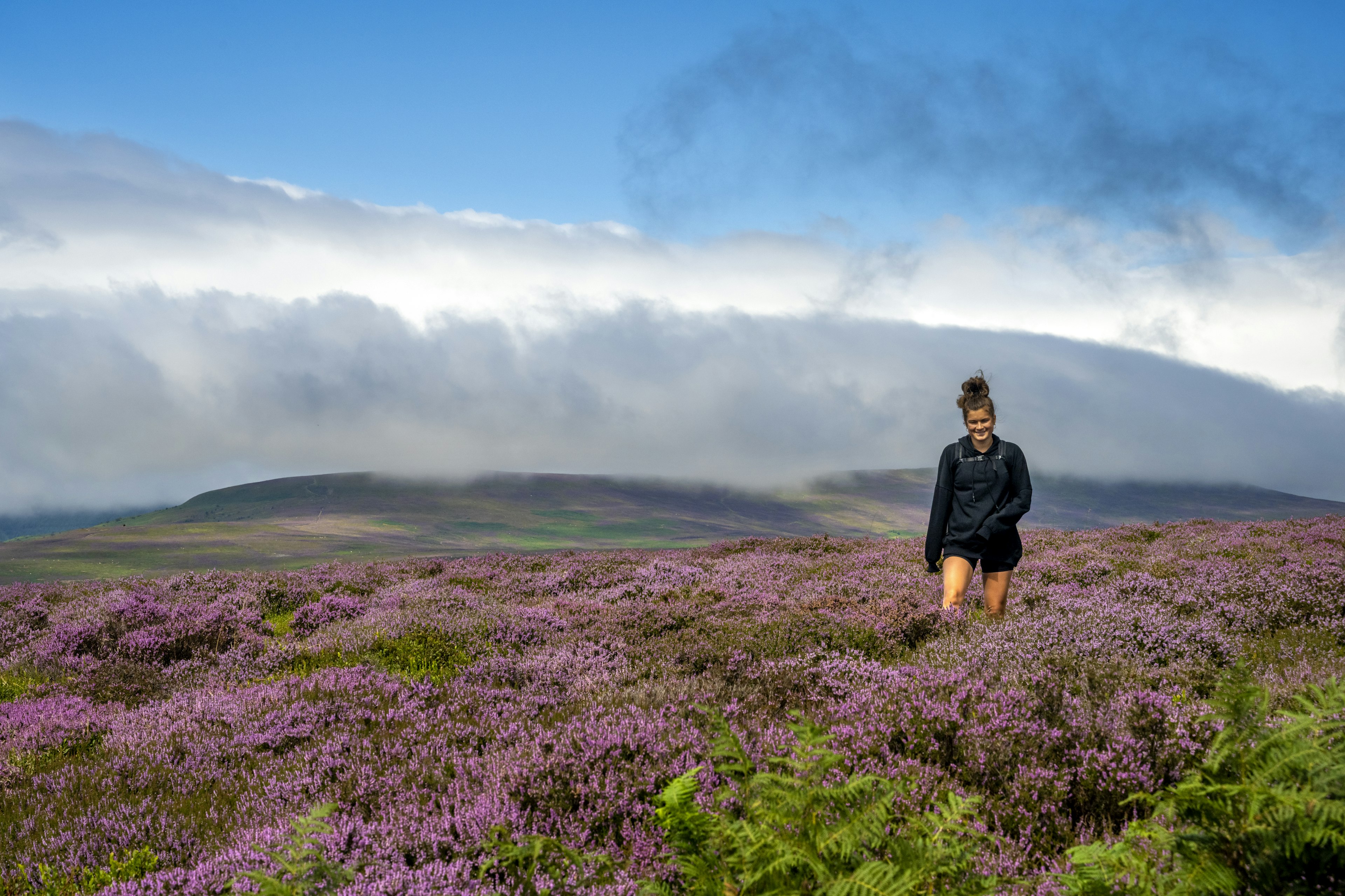 A woman walks through a field of heather, Wales, United Kingdom