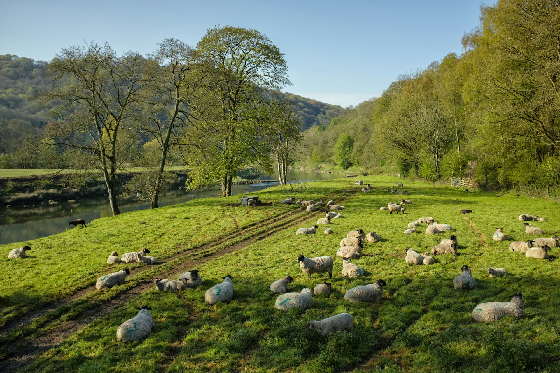 Sheep alongside the river Wye at Bigsweir, Wales, United Kingdom