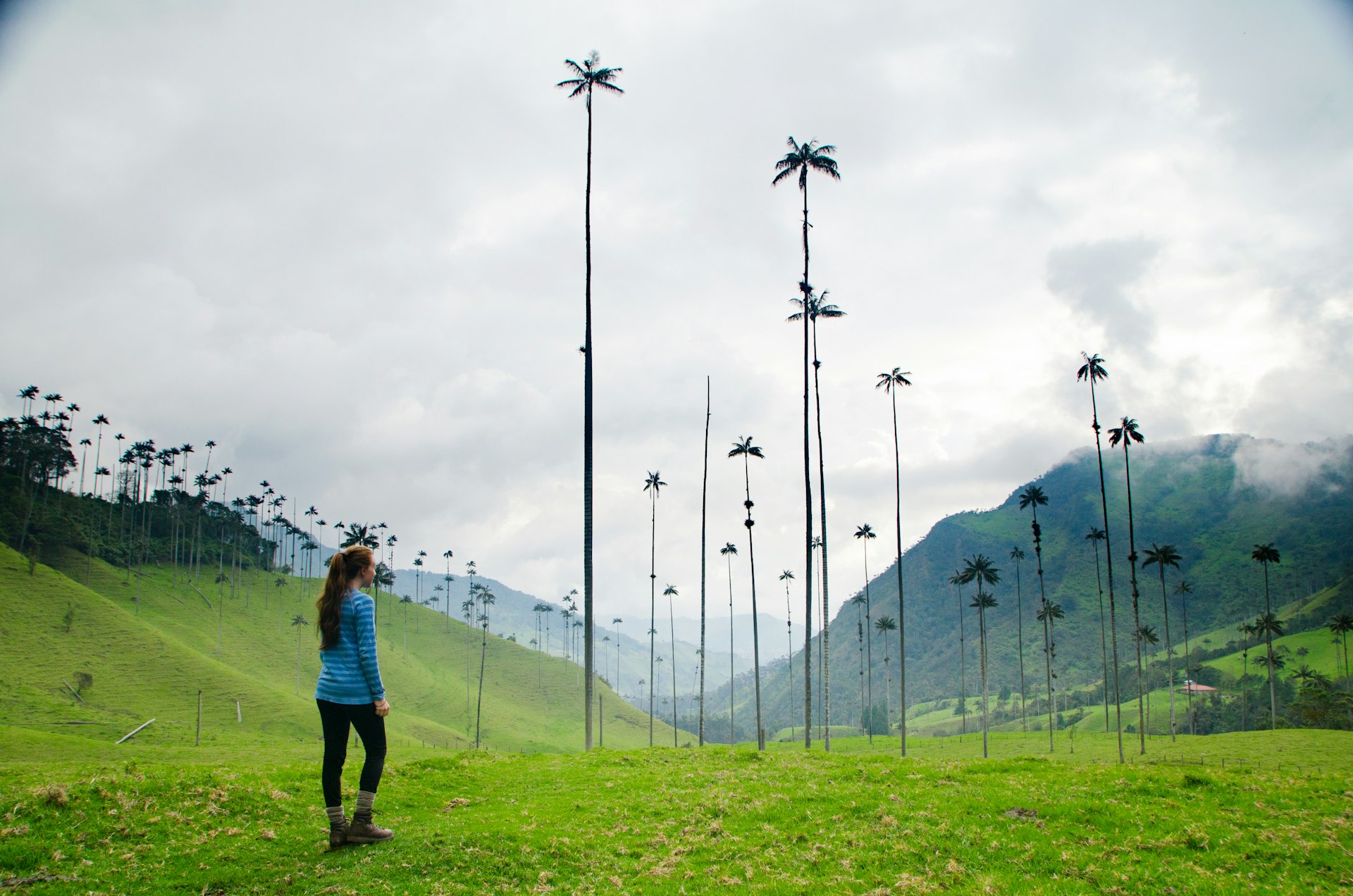 A woman stands in a valley of sky high wax palms in Colombia's coffee region