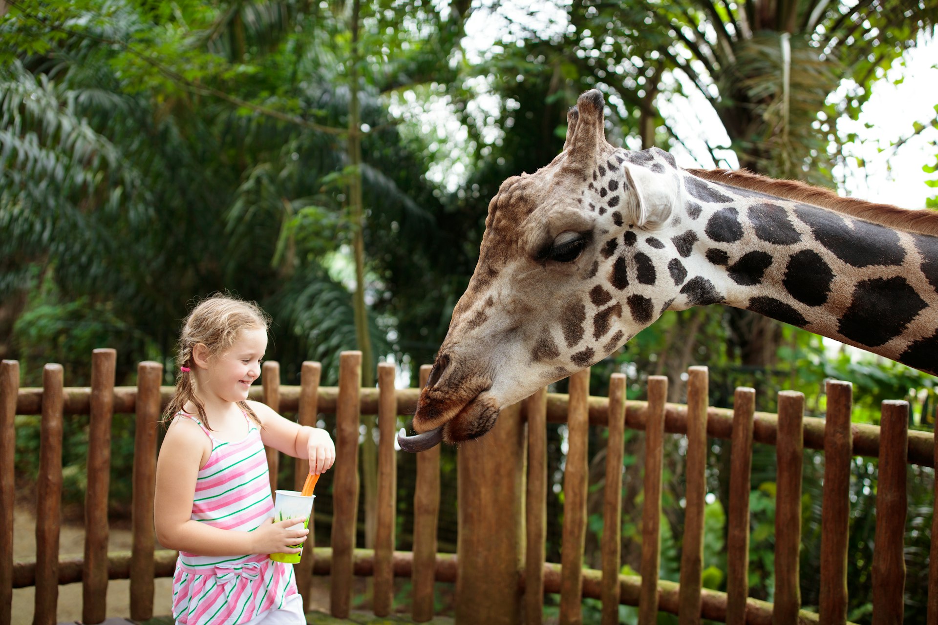 A girl feeding a giraffe at Singapore Zoo