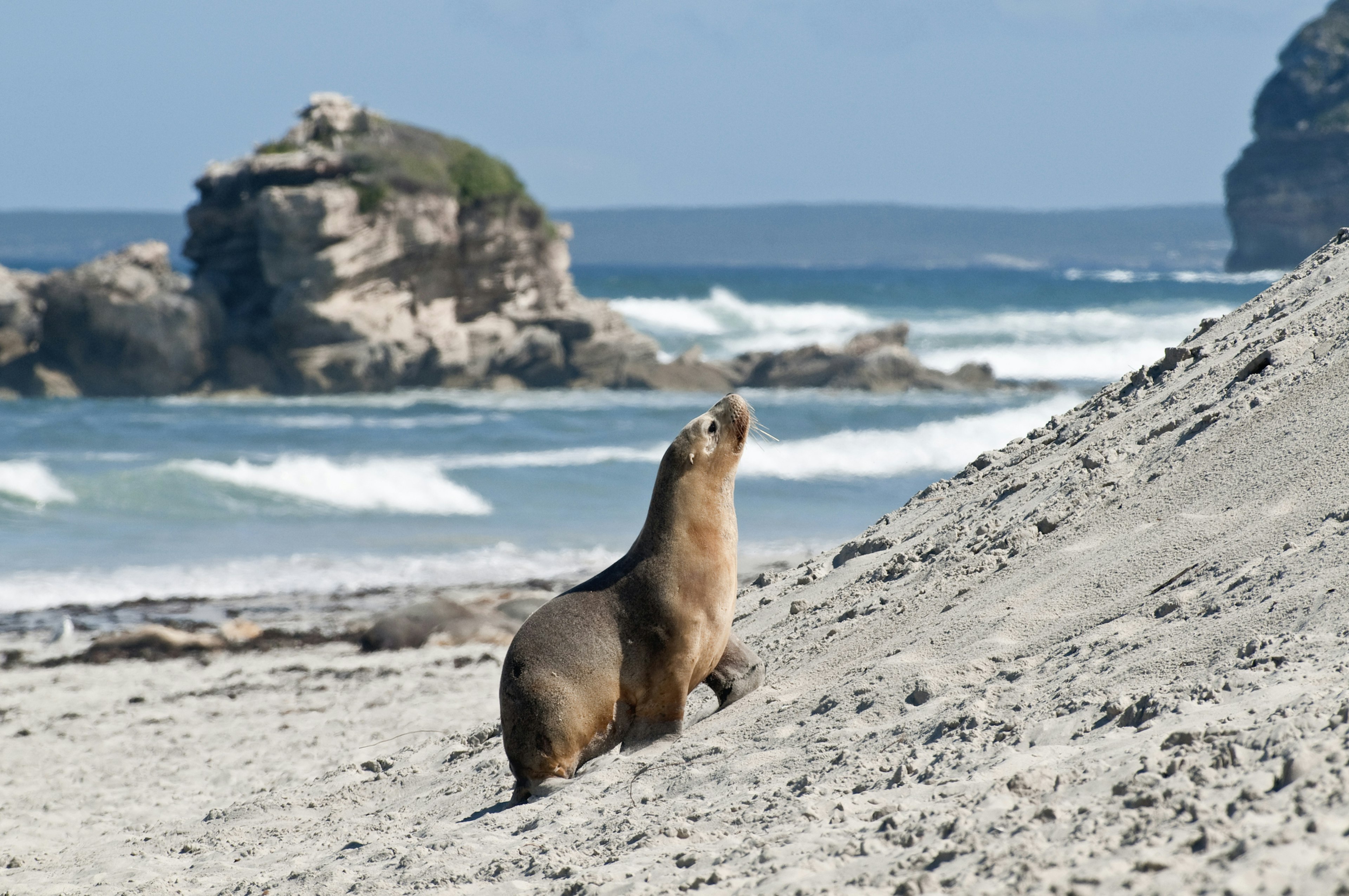 Seals on the white sands of a Kangaroo Island beach.