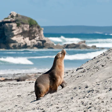 Seal Bay, Kangaroo Island, South Australia, Australia, Australasia
148621964
animal, animal themes, animals in the wild, day, focus on foreground, horizontal, nature, no people, one animal, outdoors, sea lions, seal bay conservation park, seals, sky, tranquil scene, tranquillity, water, wildlife, Australasia, Australia, South Australia, Kangaroo Island, Seal Bay