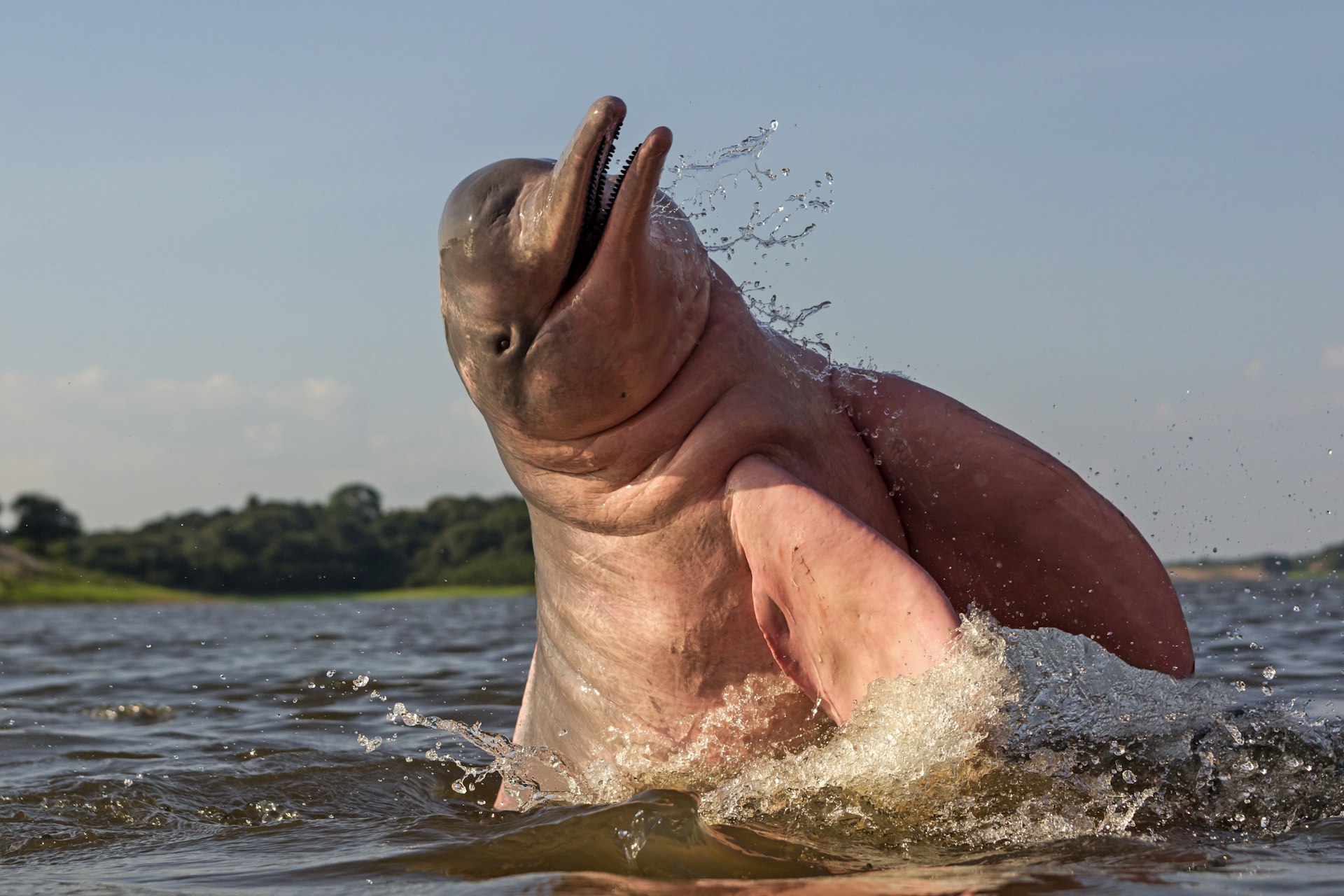 A pink dolphin emerges from the waters of the Amazon, Manuas, Brazil