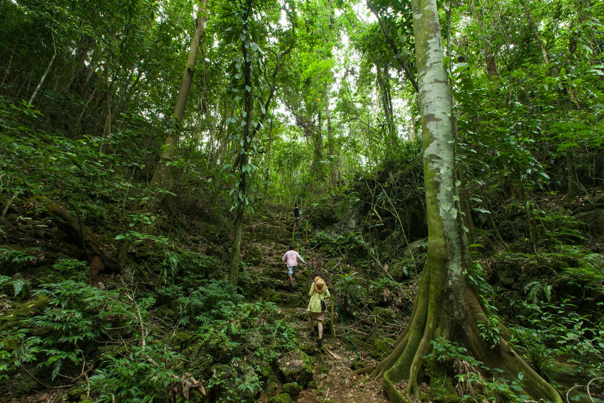 People enjoying a hike through a tropical rainforest jungle, Palau, Micronesia