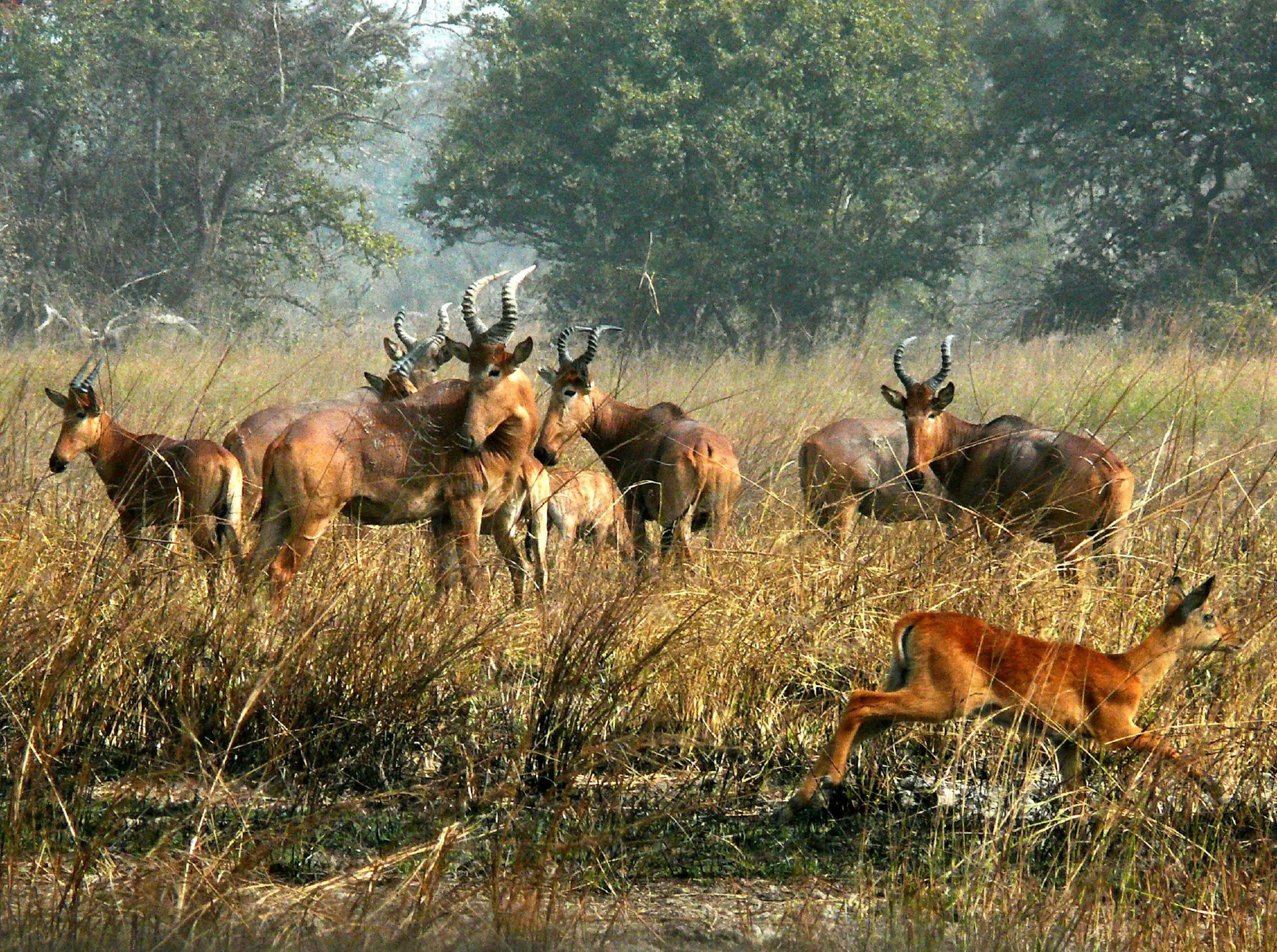 Wild Kob run through the grasslands of Pendjari National Park