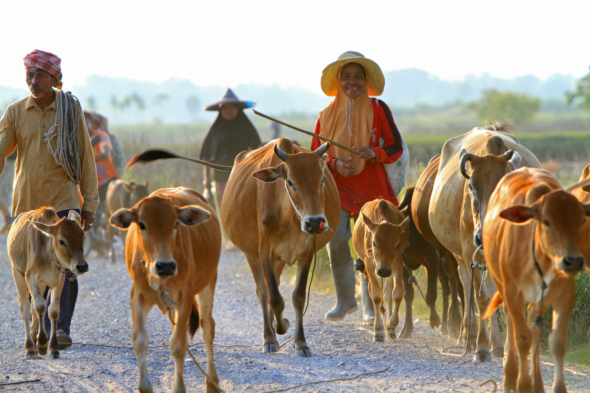 Cattle drivers lead their herds back to the corral in Nakhon Si Thammarat, Thailand