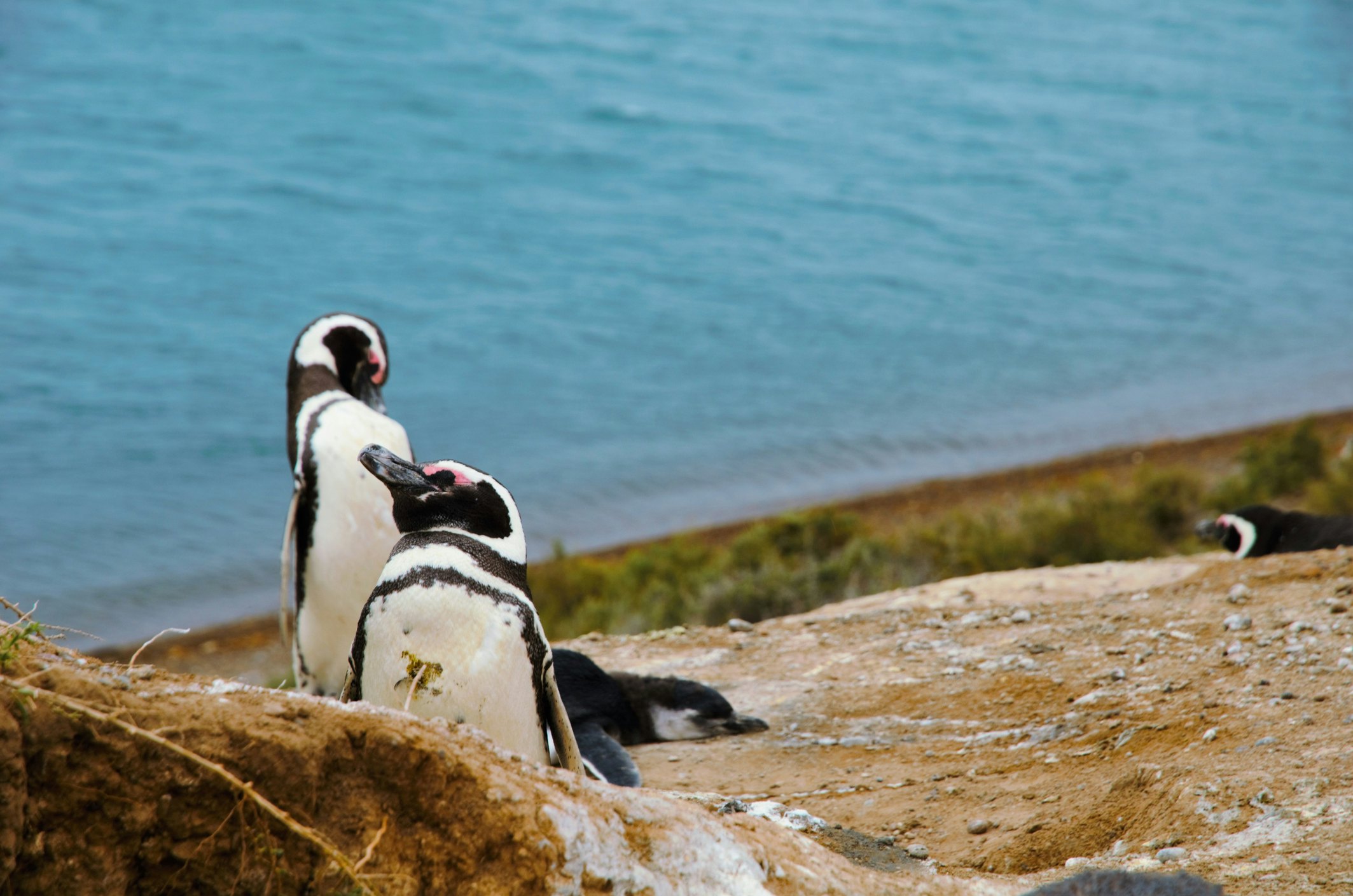A colony of Penguins close to the ocean at Punta Delgada in PenÃnsula Valdés.
A colony of Penguins close to the ocean at Punta Delgada in Península Valdés.
512290698
Colony, Grass, Standing, White, Green Color, Black Color, Long, Hole, South, Lifestyles, USA, Argentina, Bush, Mammal, Penguin, Sand, Peninsula, Beach, Sea, Life