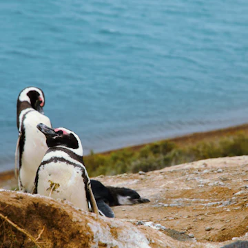 A colony of Penguins close to the ocean at Punta Delgada in PenÃnsula Valdés.
A colony of Penguins close to the ocean at Punta Delgada in Península Valdés.
512290698
Colony, Grass, Standing, White, Green Color, Black Color, Long, Hole, South, Lifestyles, USA, Argentina, Bush, Mammal, Penguin, Sand, Peninsula, Beach, Sea, Life