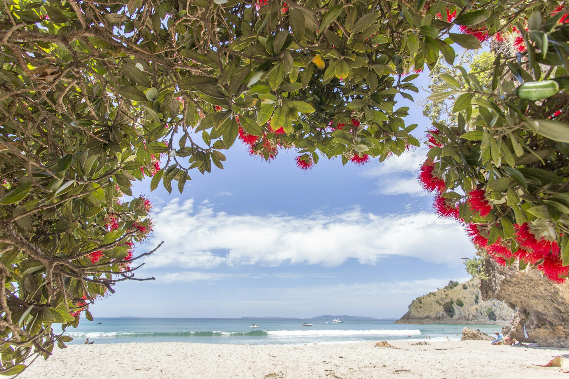 A view of a lovely sandy beach seen through red flowers