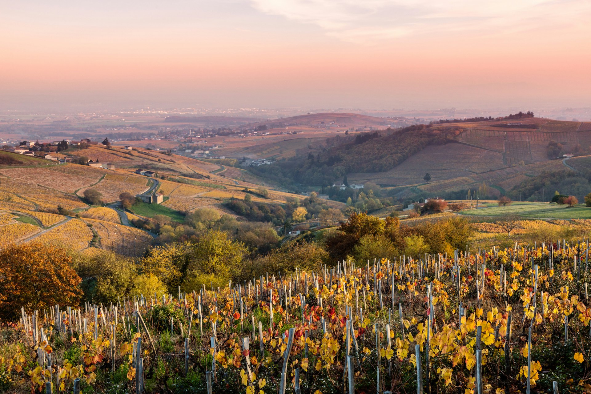 Rolling hills covered in vines at sunset