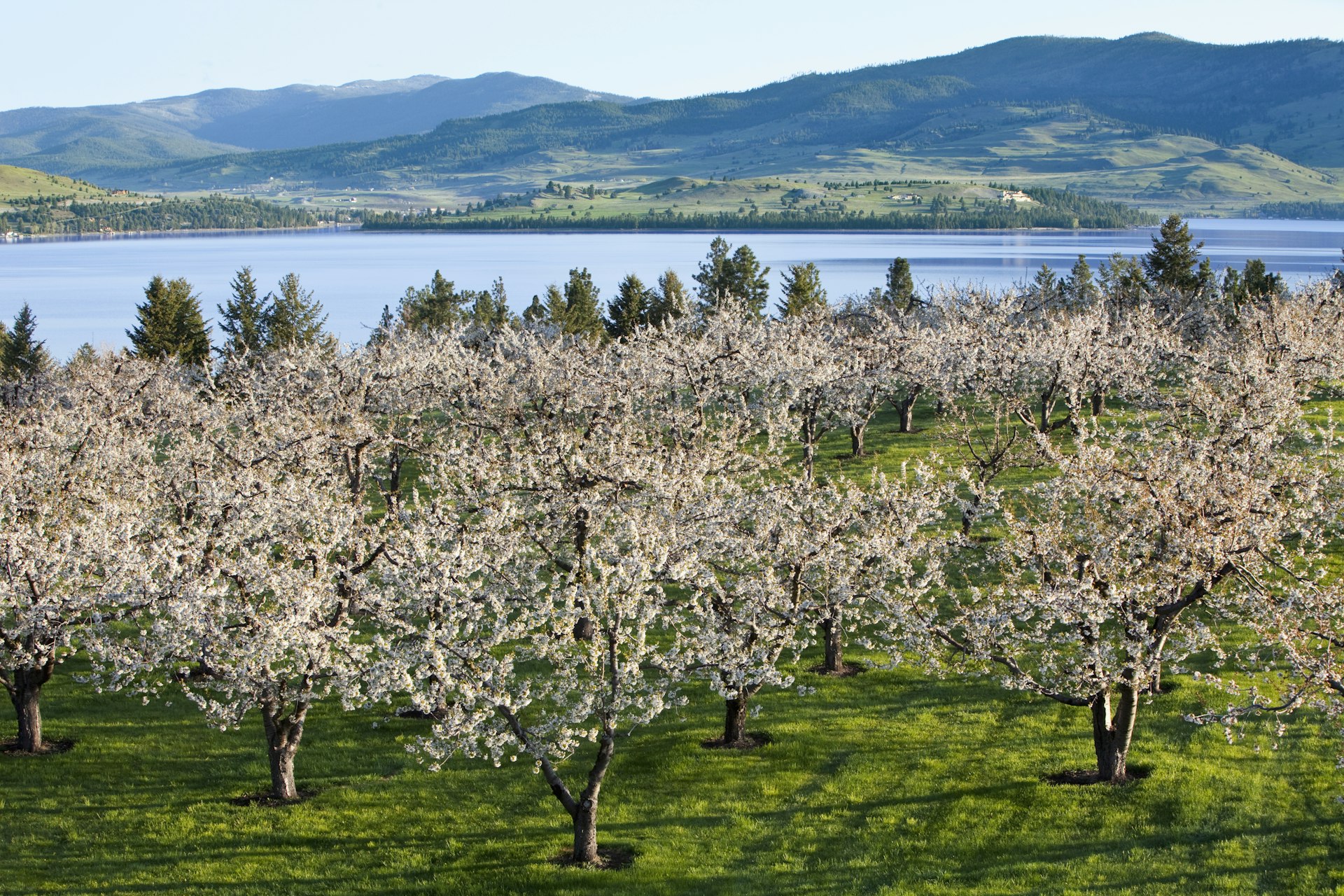 A view of a blooming cherry orchard on the shores of Flathead Lake, framed by mountains in the background