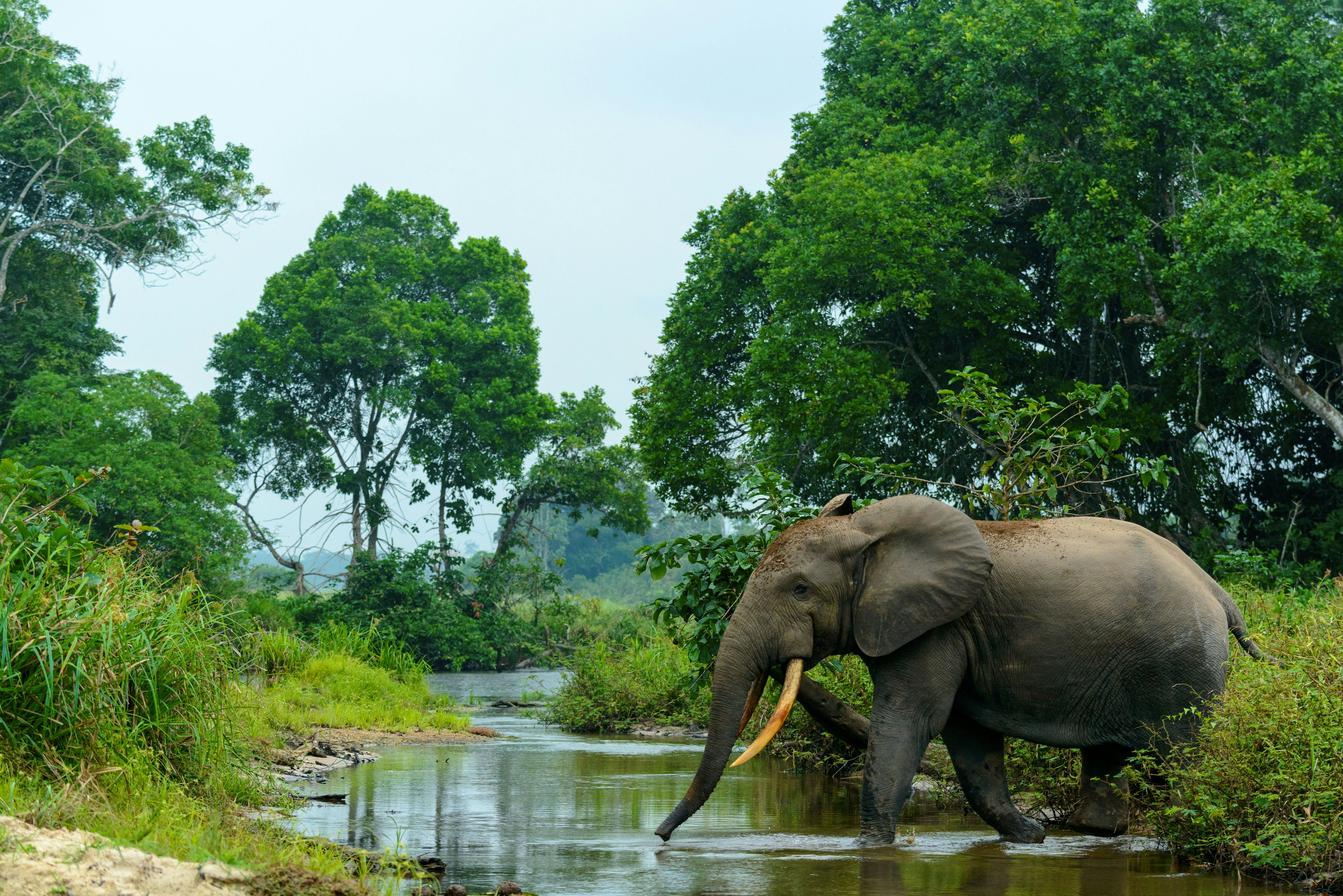 African forest elephant in Lekoli River, Odzala-Kokoua National Park, Cuvette-Ouest Region, Republic of the Congo