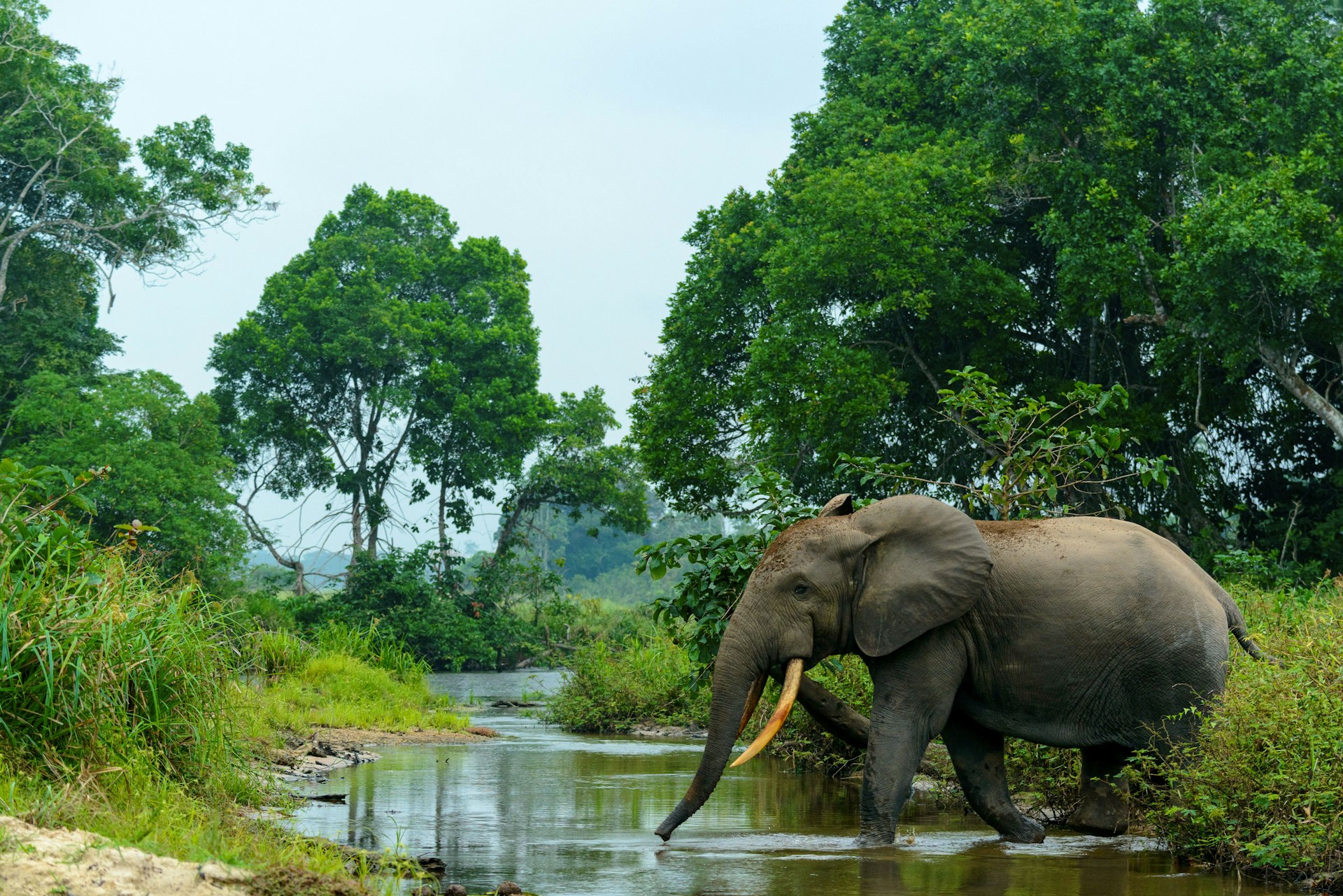 African forest elephant in Lekoli River, Odzala-Kokoua National Park, Cuvette-Ouest Region, Republic of the Congo