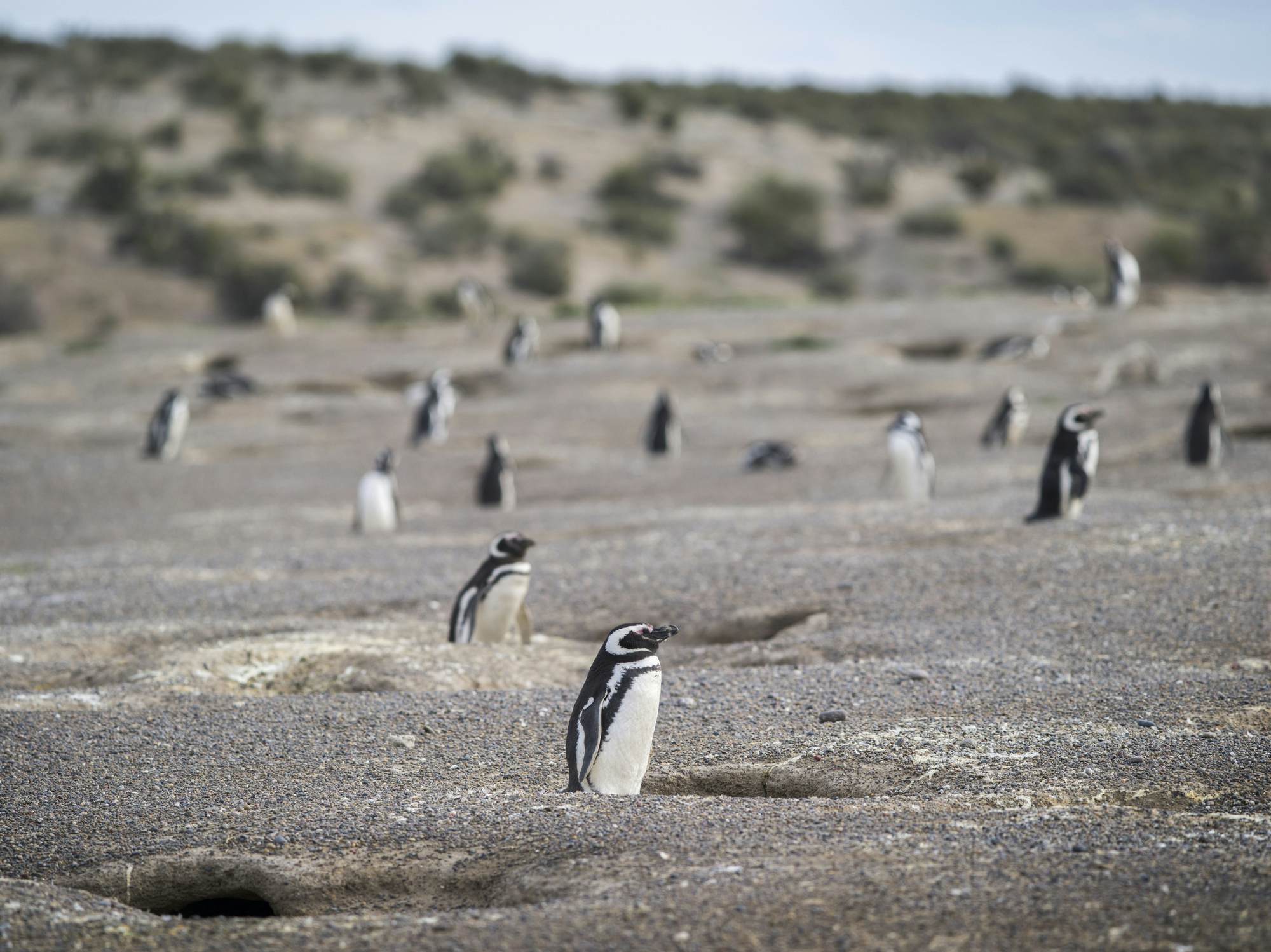 Magallanic Penguin in Punta Tombo
683321767