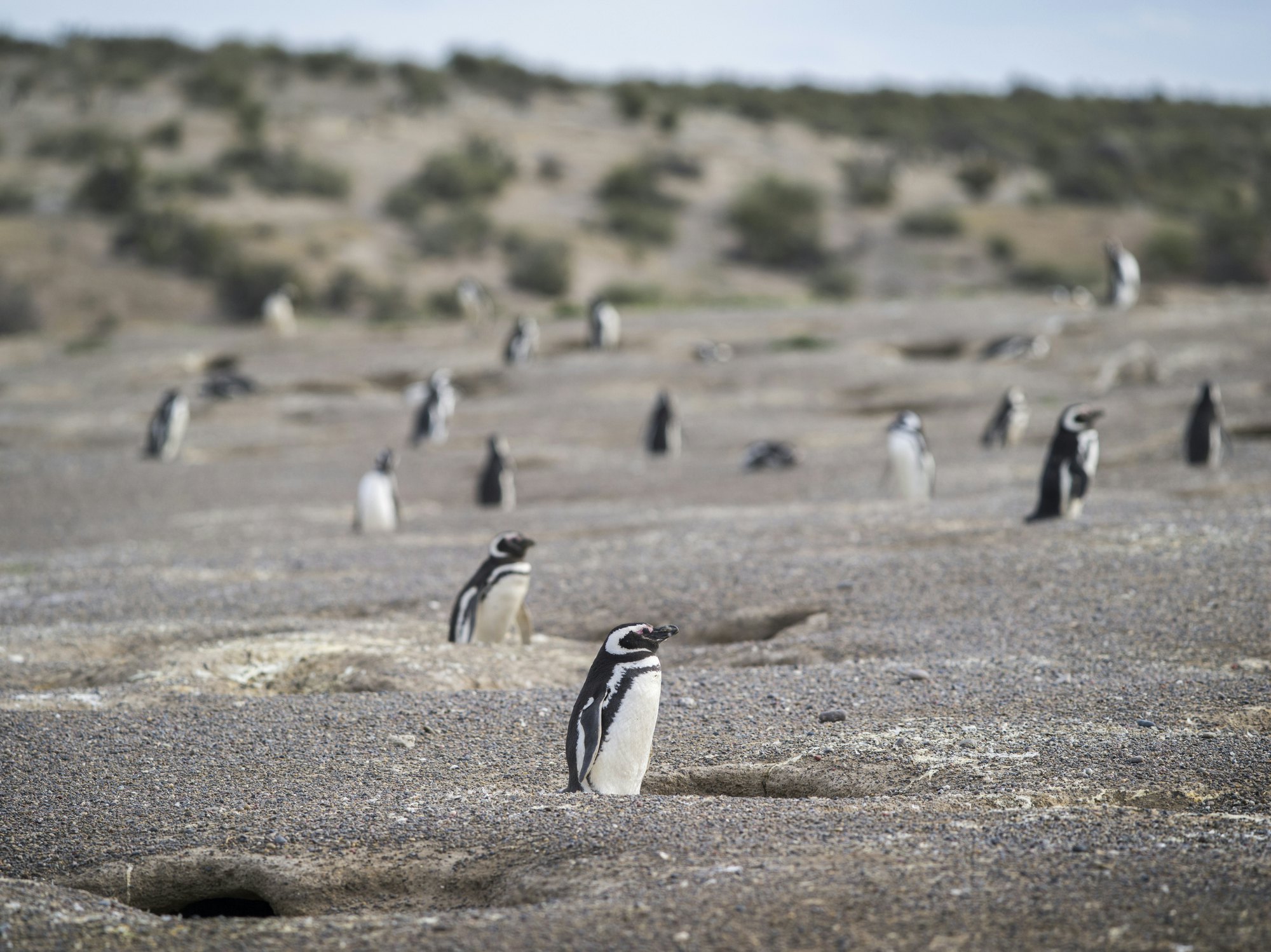 Magallanic Penguin in Punta Tombo
683321767