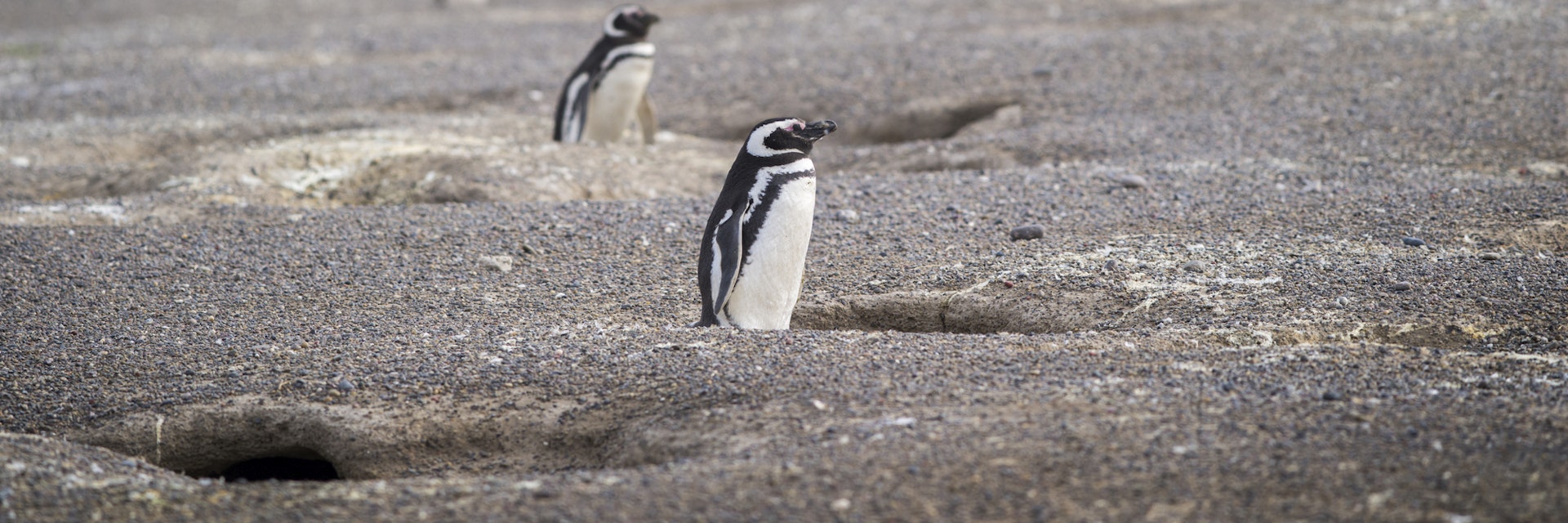 Magallanic Penguin in Punta Tombo
683321767