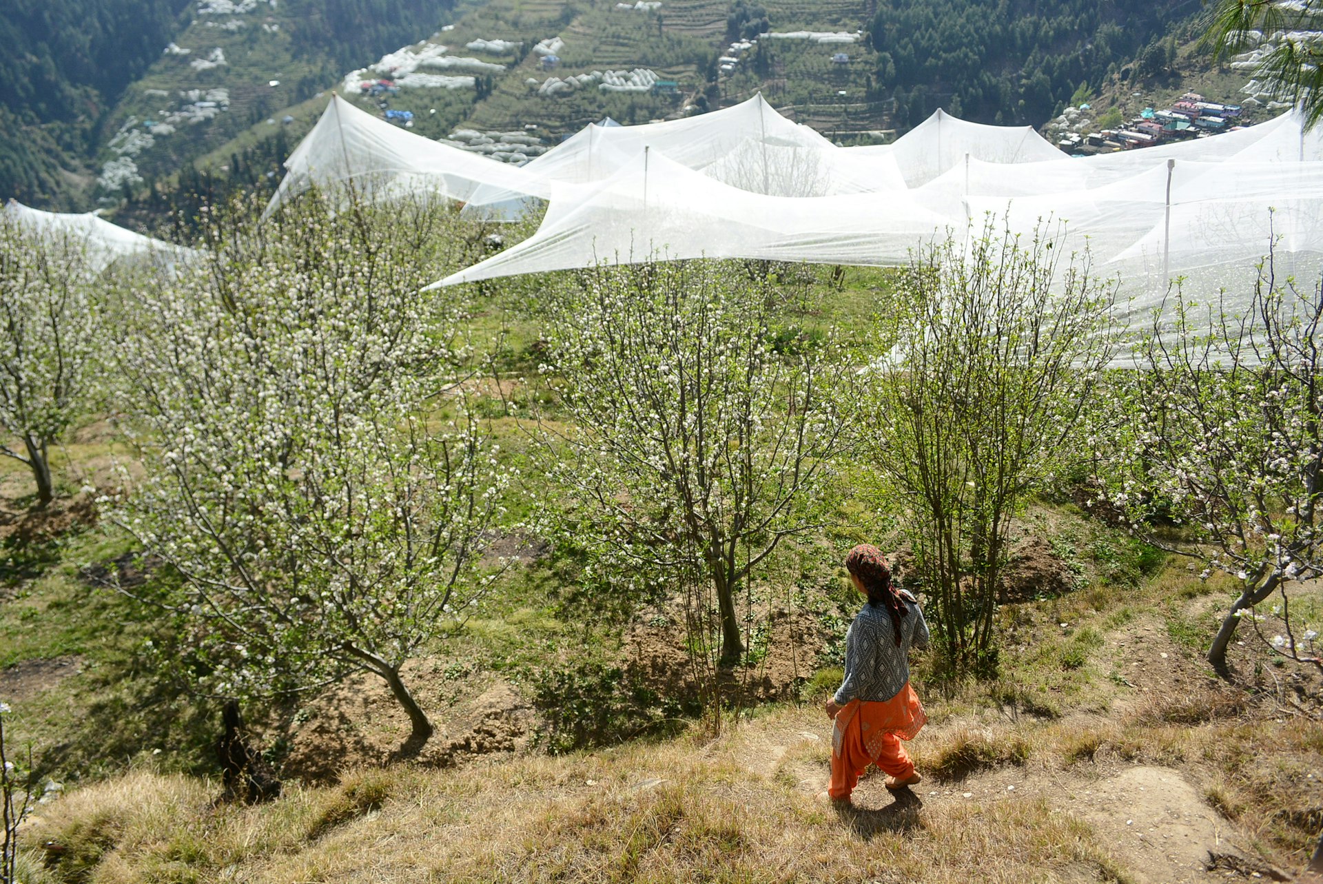 A women crossing through the blooming apple trees with anti hail nets during the flowering at Kotkhai