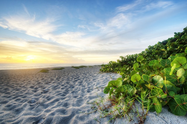 A white-sand beach with flora