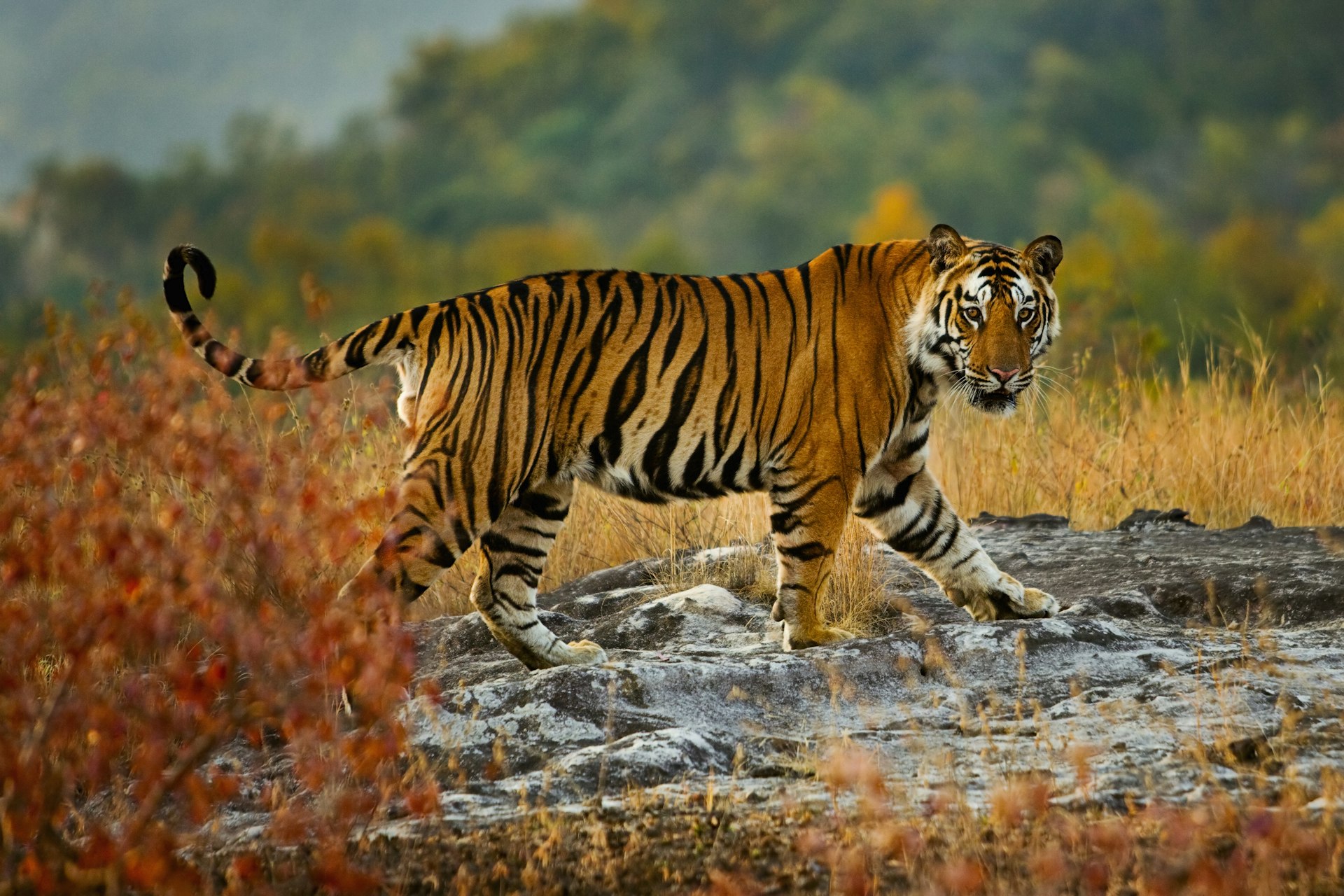 A large tiger walking over rocks in Bandhavgarh National Park