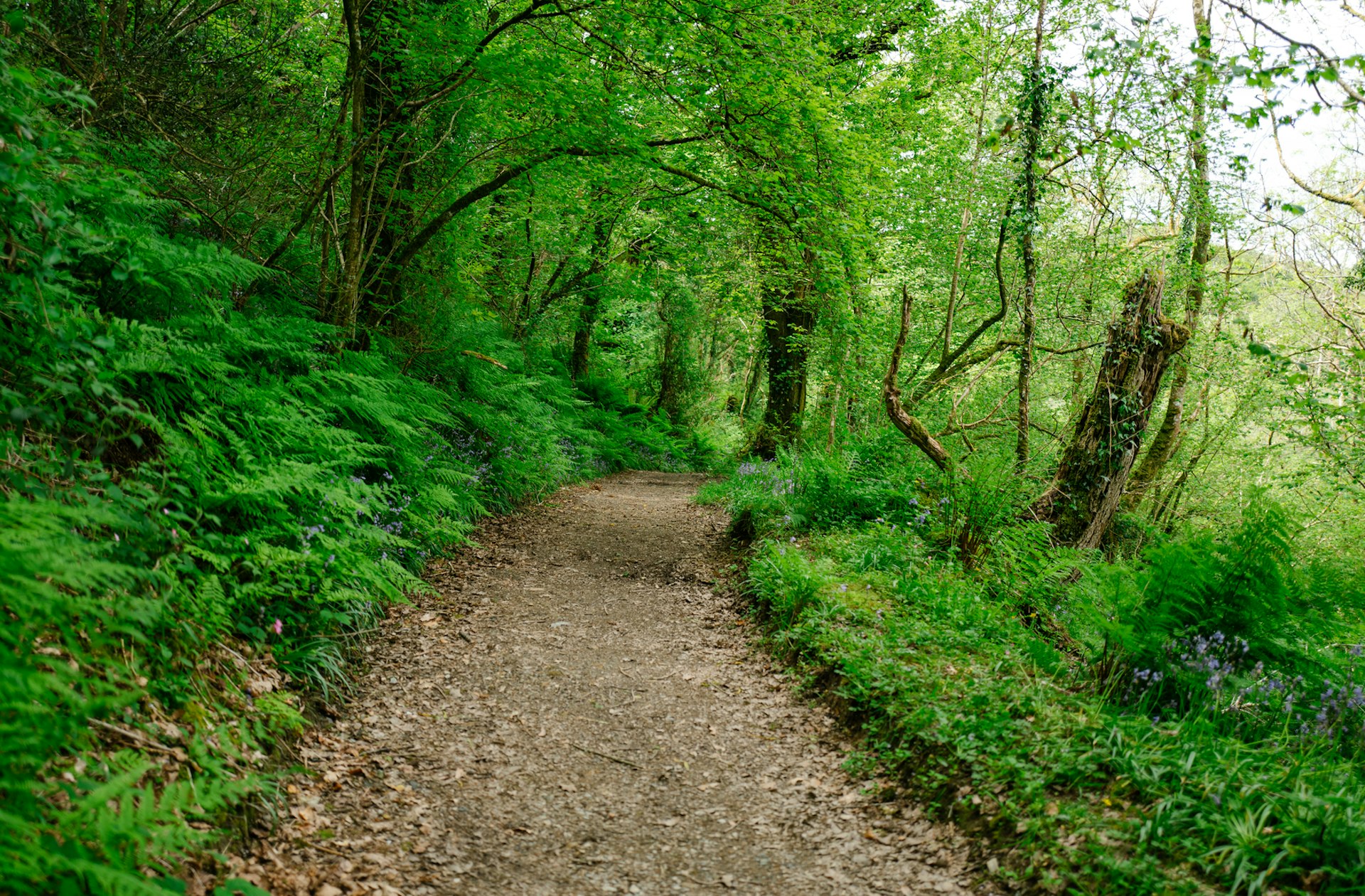 A wooded hiking path in Wales, United Kingdom