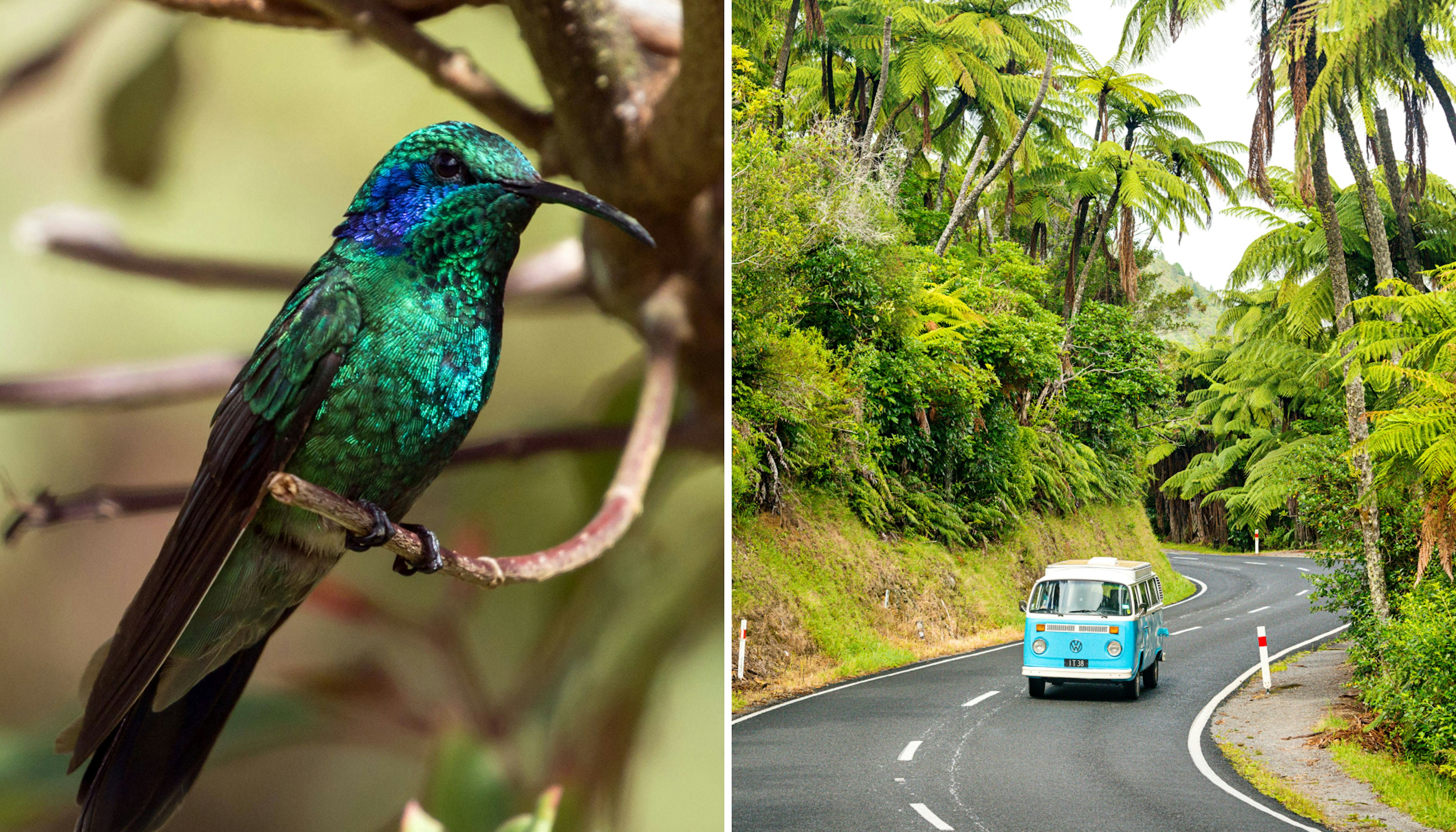 A bright blue bird sits on a branch in Panama; A VW bus drives down the road in New Zealand.