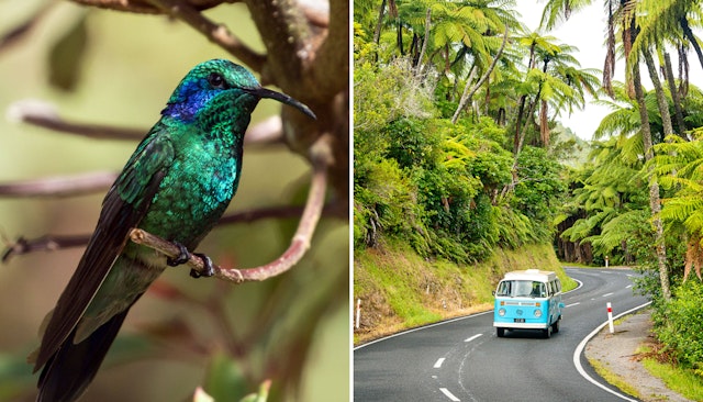 A bright blue bird sits on a branch in Panama; A VW bus drives down the road in New Zealand.