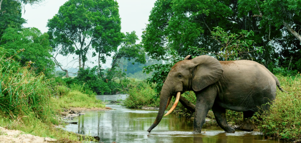 Elephant walking through a stream
