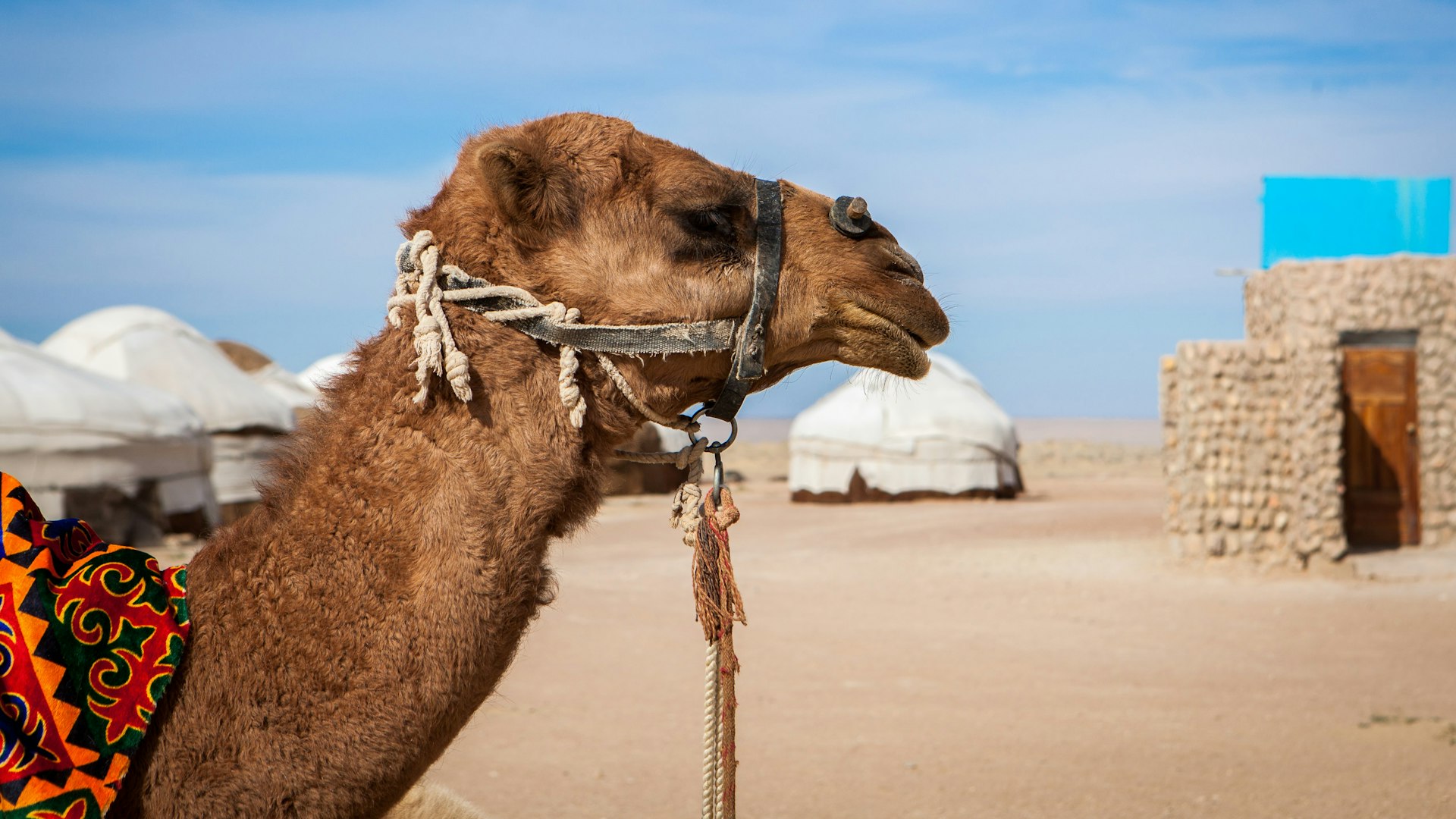 Camel (Camelus) in camp in Karakalpakstan desert, Khorezm Region, Uzbekistan.