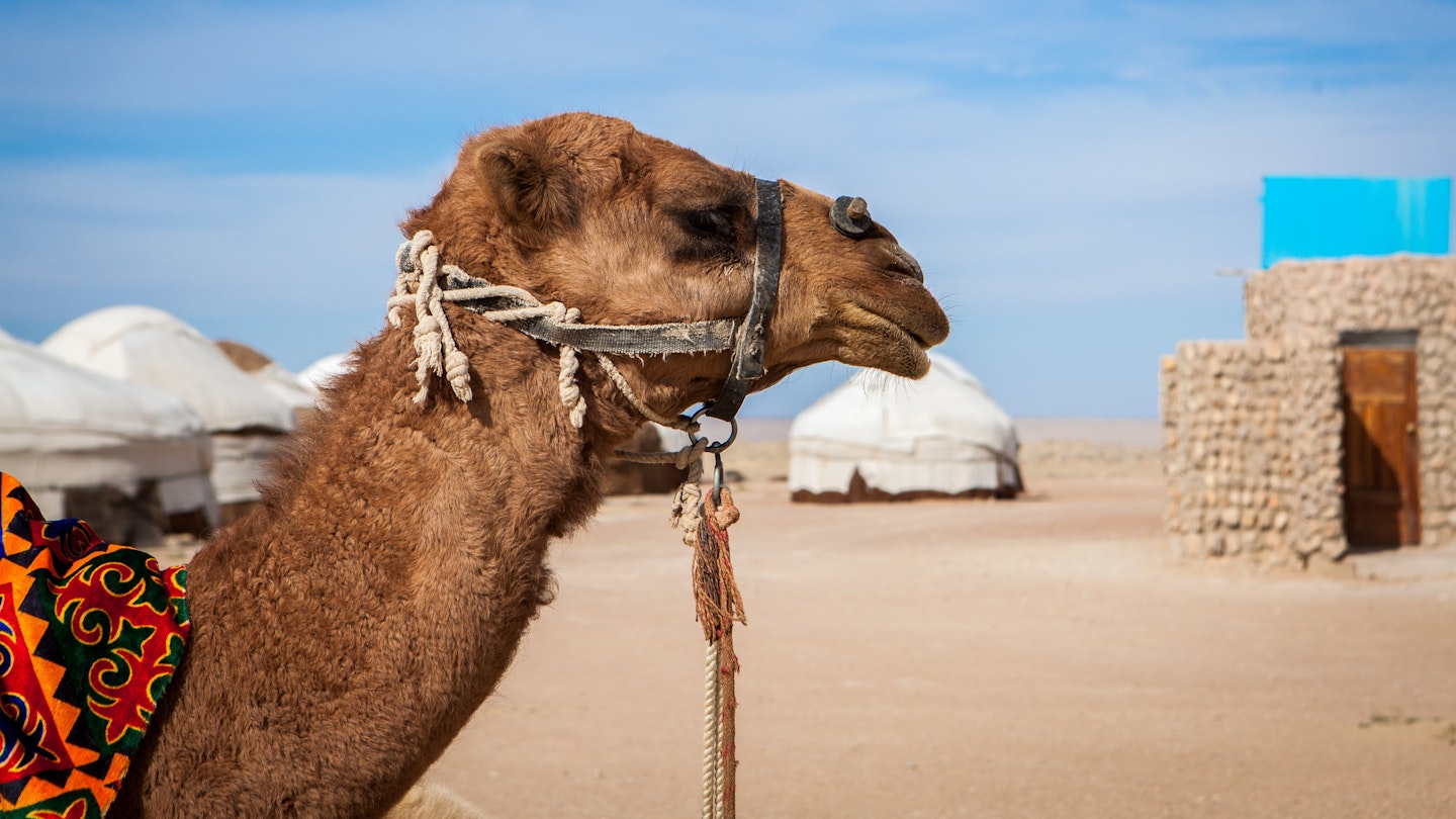 Camel (Camelus) in camp in Karakalpakstan desert, Khorezm Region, Uzbekistan.; Shutterstock ID 1149718277; full: 65050; gl: Online ed; netsuite: Uzbekistan things to do; your: Claire Naylor
1149718277