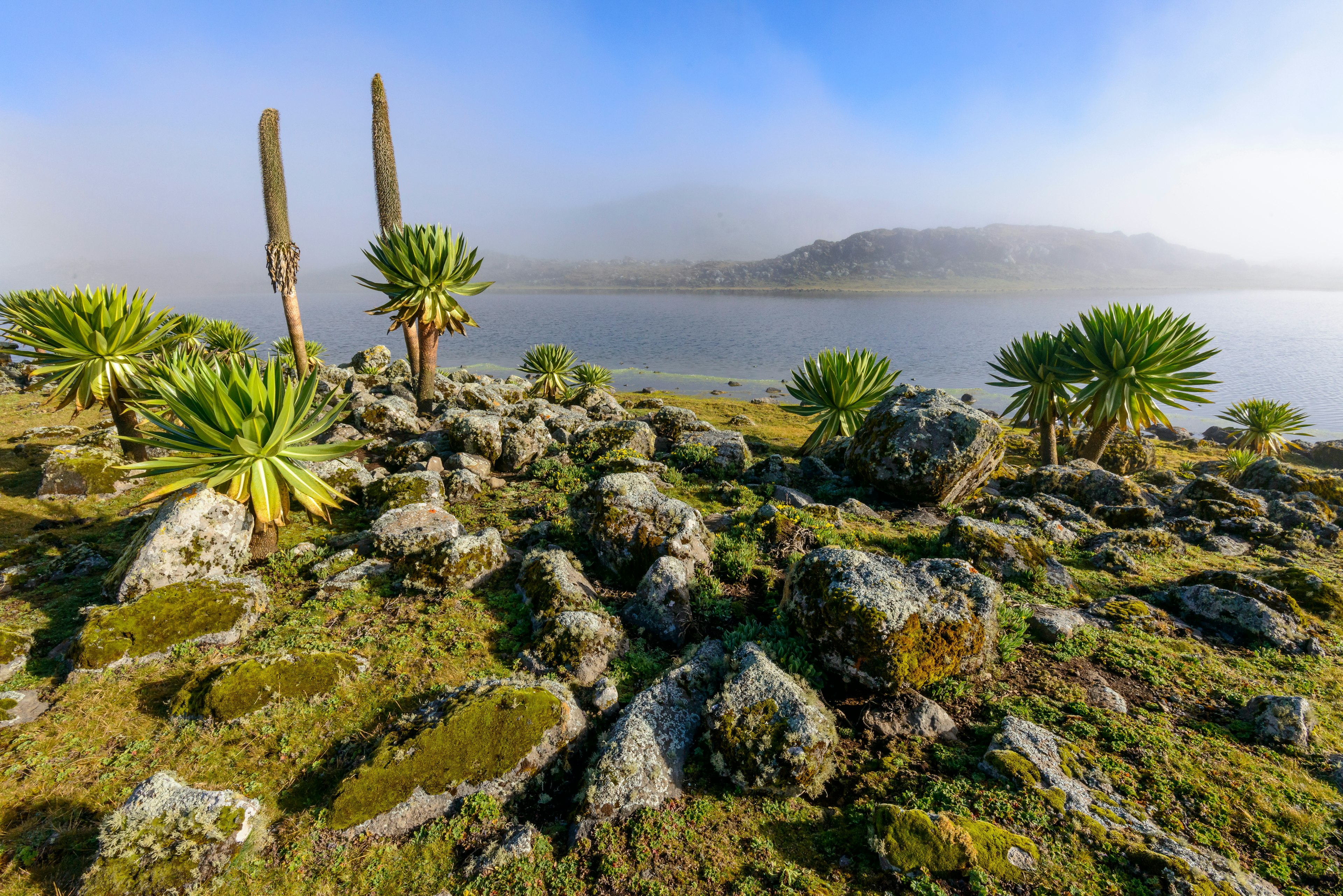 Bale Mountains National Park, Ethiopia