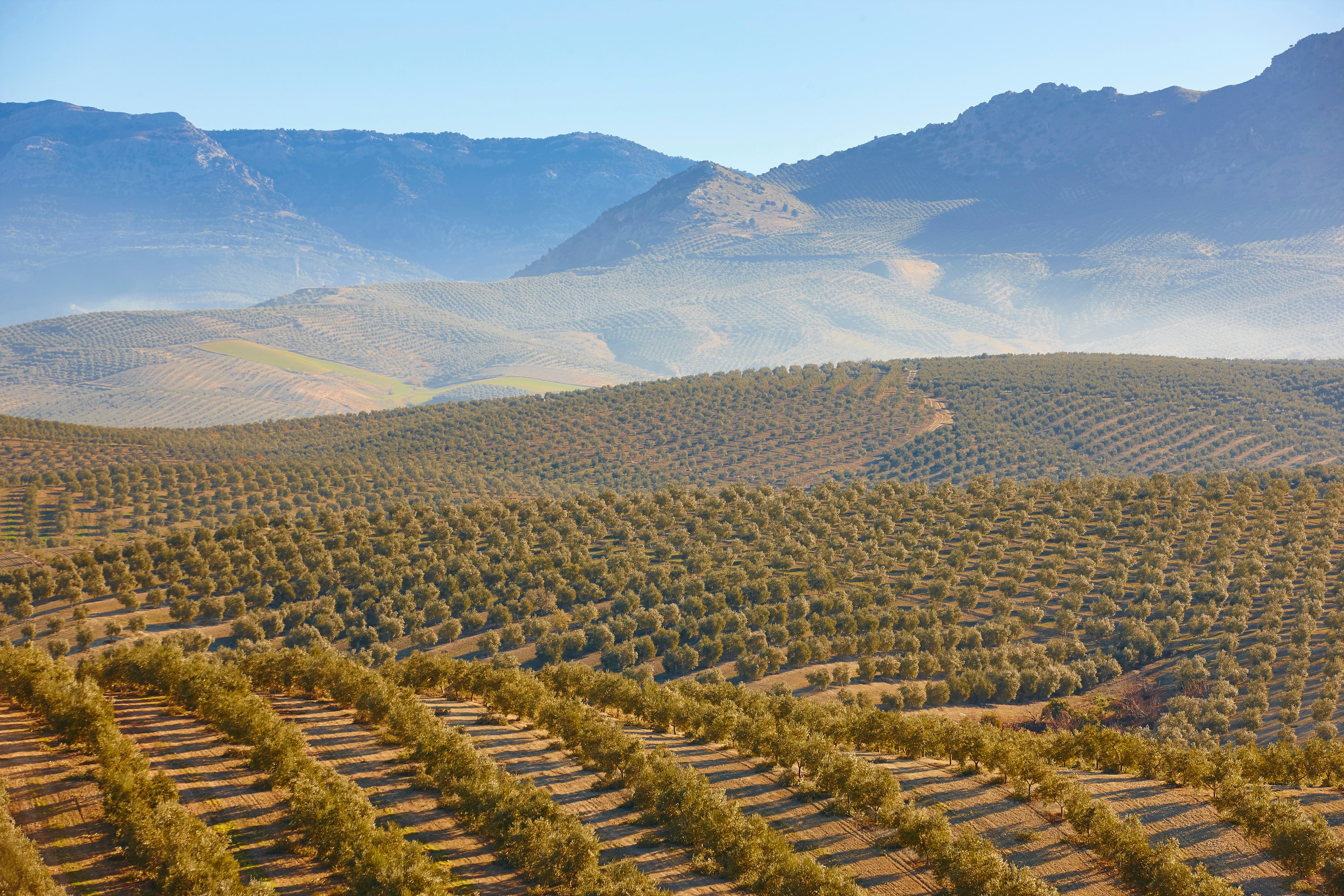 Rolling olive fields in Jaen in Ի岹ܳí