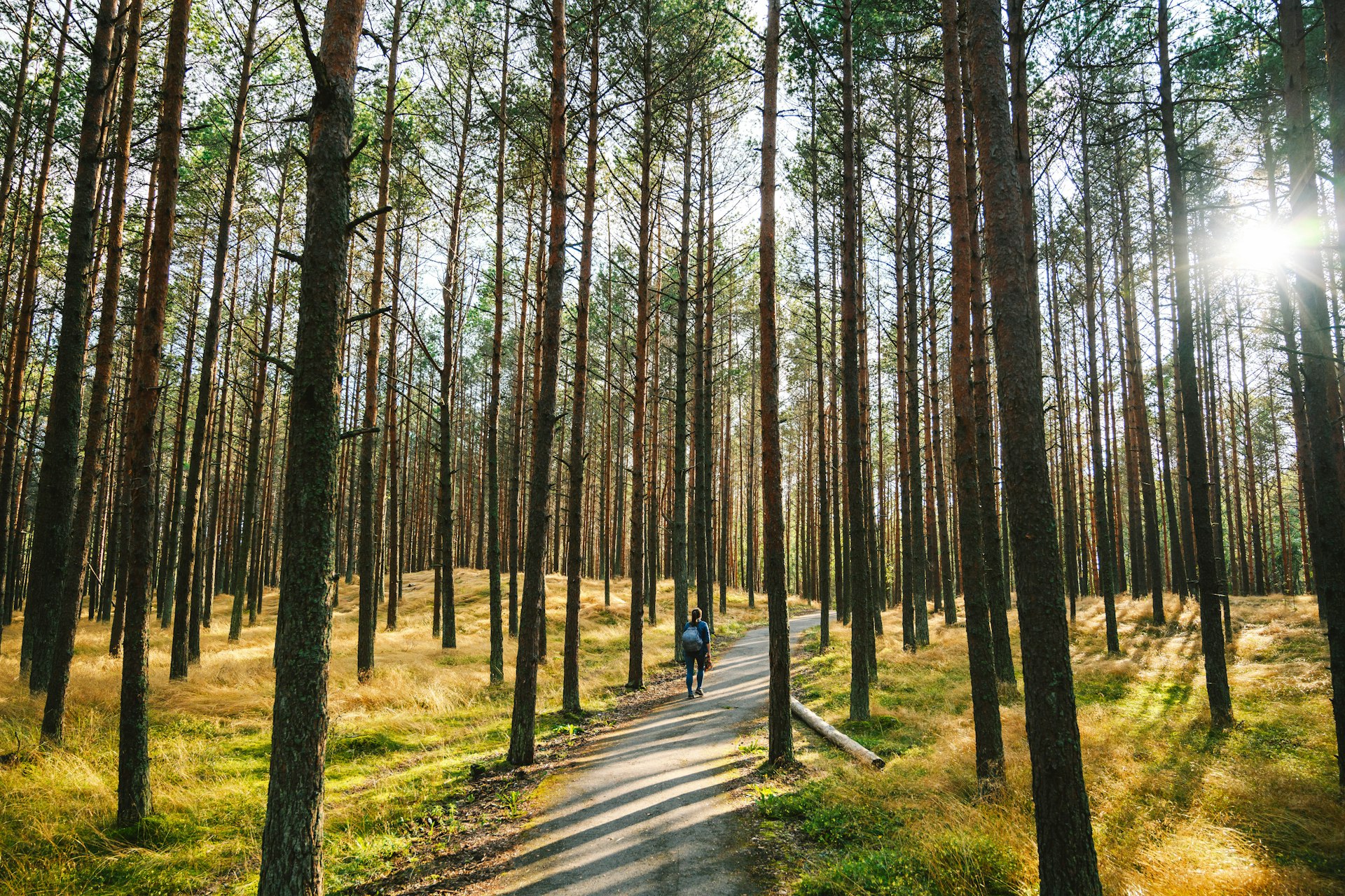 A person hikes through pine trees in Smiltyne, Curonian Spit, Lithuania