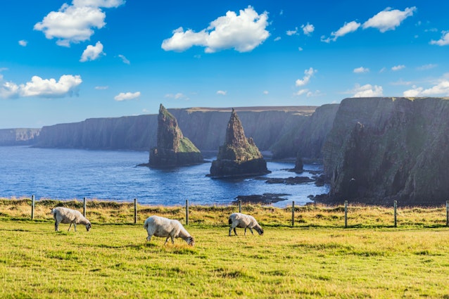 Sunset at Stacks of Duncansby, with a flock of sheep grazing, Duncansby Head, John or 'Groats, Caithness, Scotland, United Kingdom; Shutterstock ID 2082311356; full: 65050; gl: Lonely Planet Online Editorial; netsuite: Lonely Plan-It: far north Scotland; your: Brian Healy
2082311356